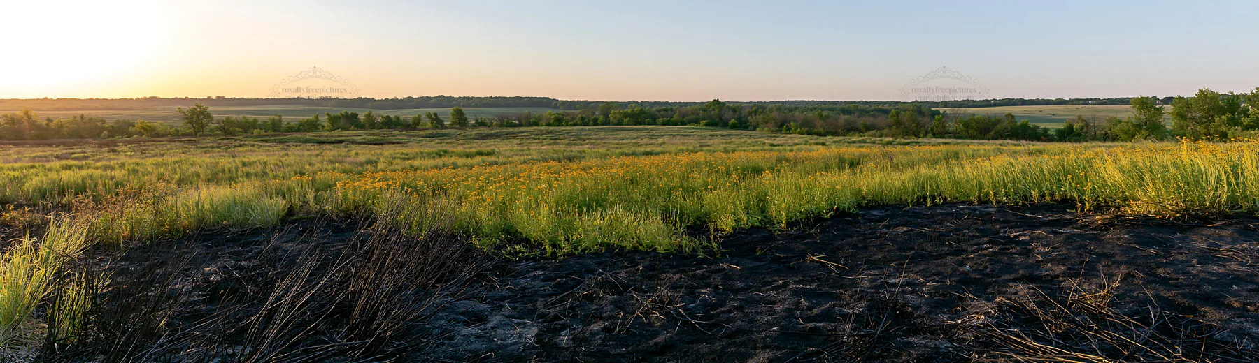 Regenerative meadow in the early morning light across the landscape - AI-generated stock image