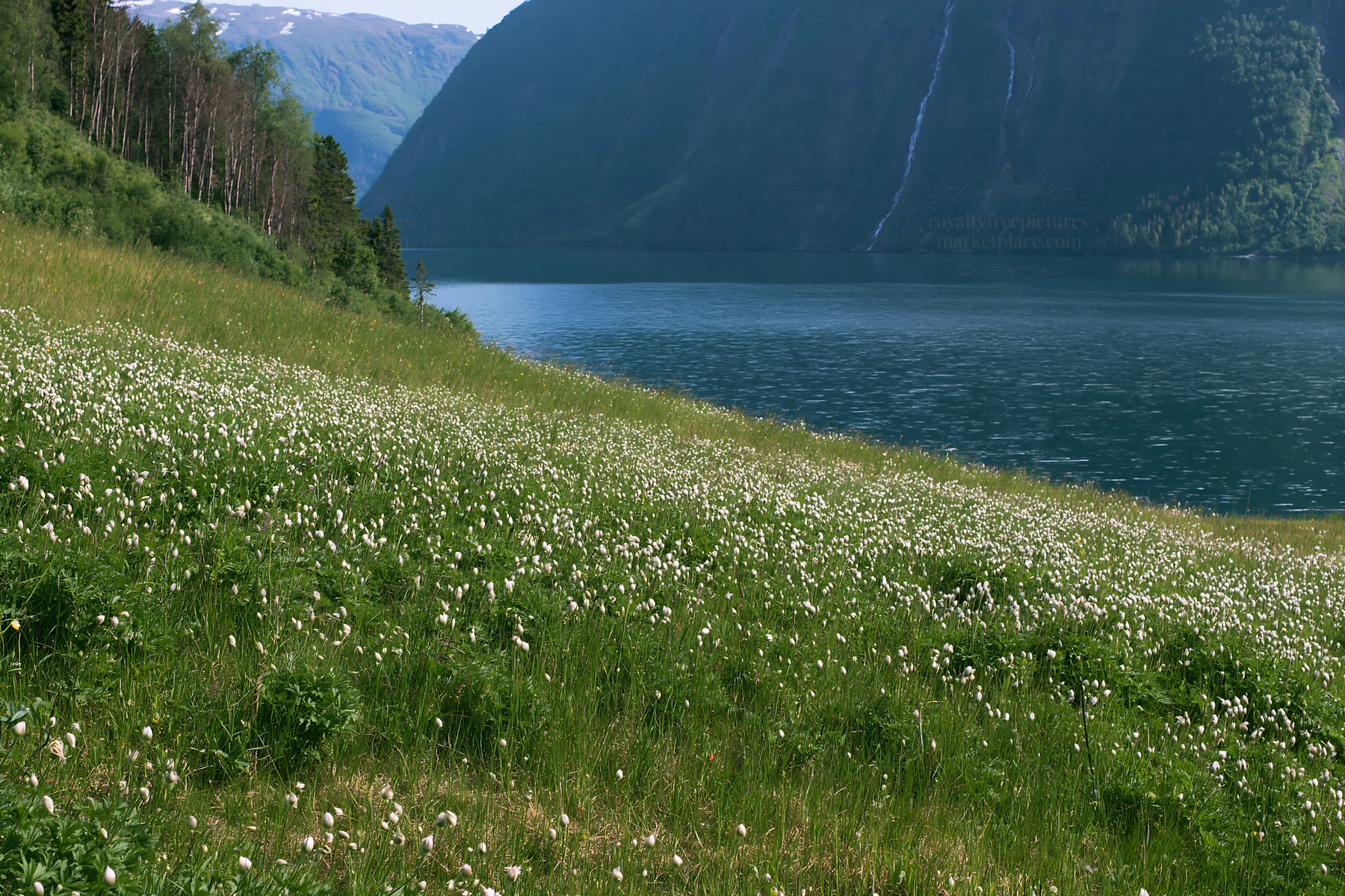 Fjord meadow with water and mountains in the background - AI-generated stock image