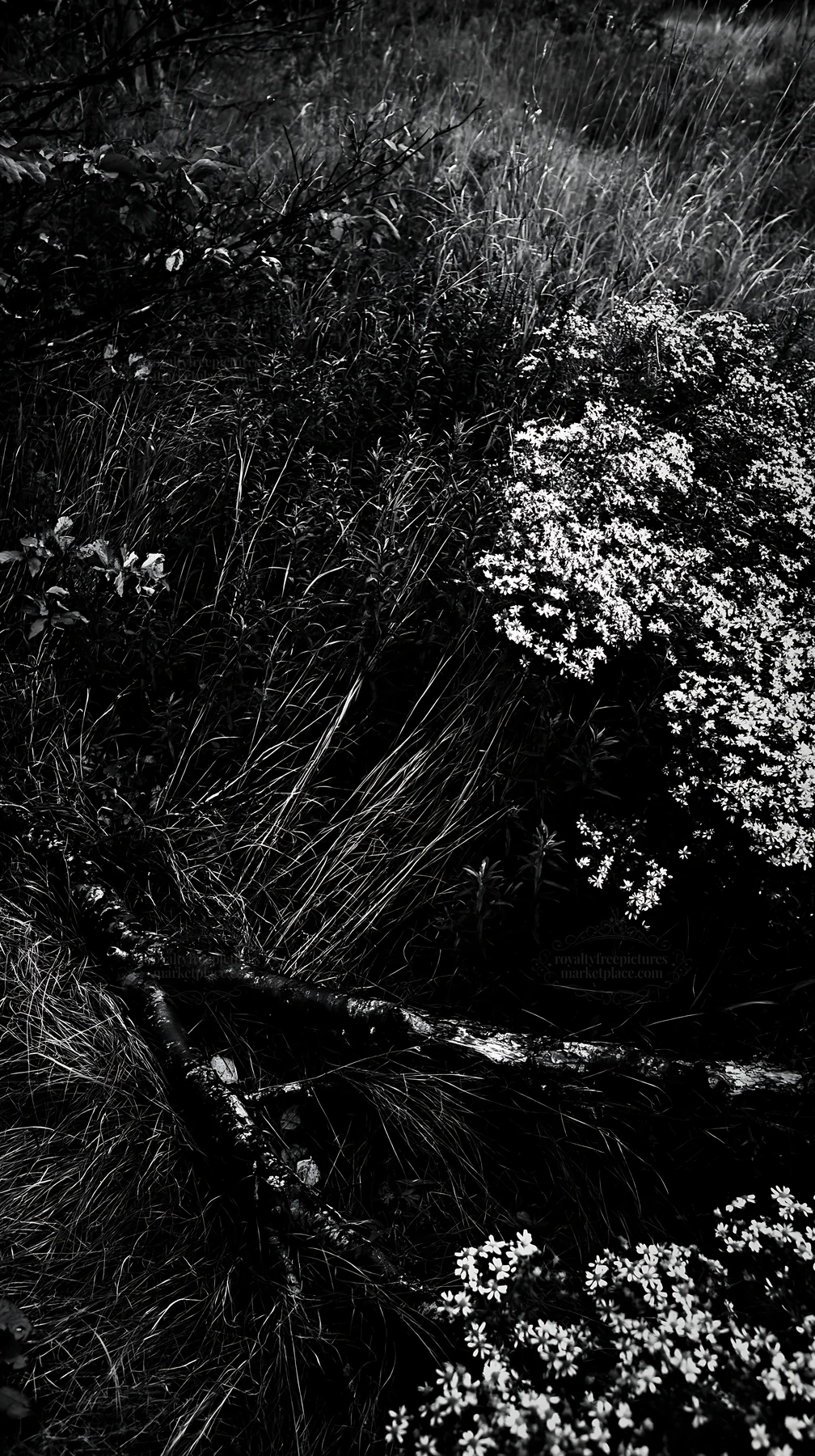 Black and white yamagata rewilded meadow fallen branch foreground with yellow flowers - AI-generated stock image