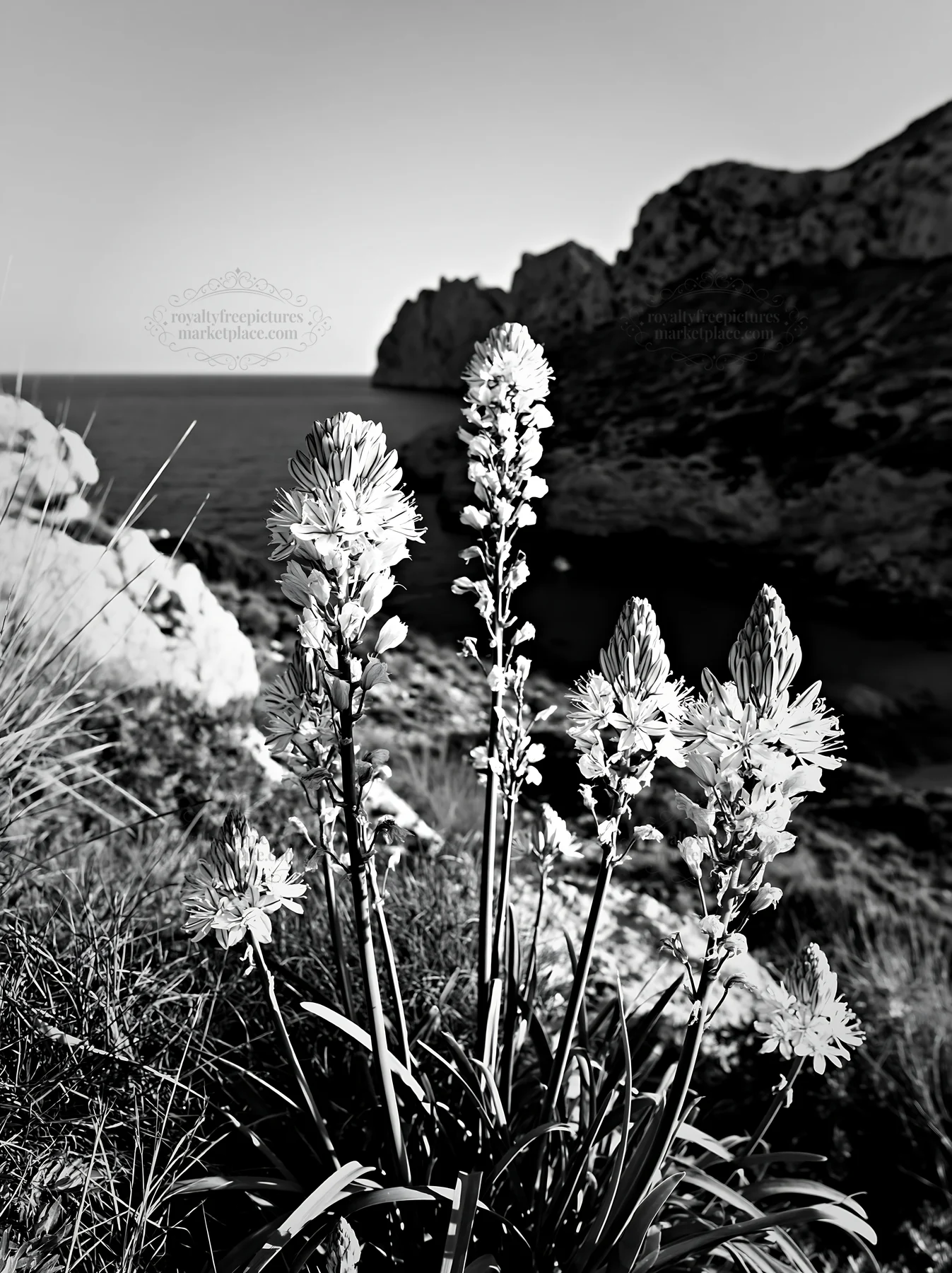 Clifftop meadow with white flowers overlooking the ocean - AI-generated stock image