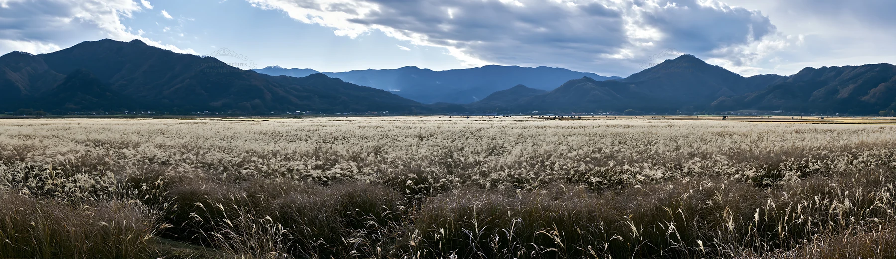 Fukui native grass meadow with rain droplets in the background - AI-generated stock image
