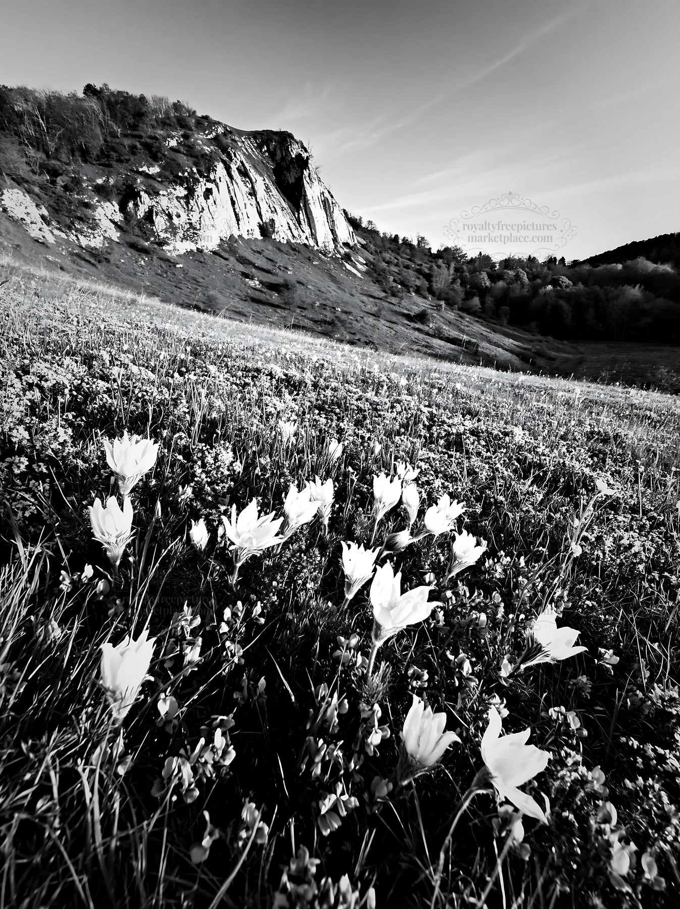 White pasqueflowers in a chalk meadow with rocky cliffs - AI-generated stock image