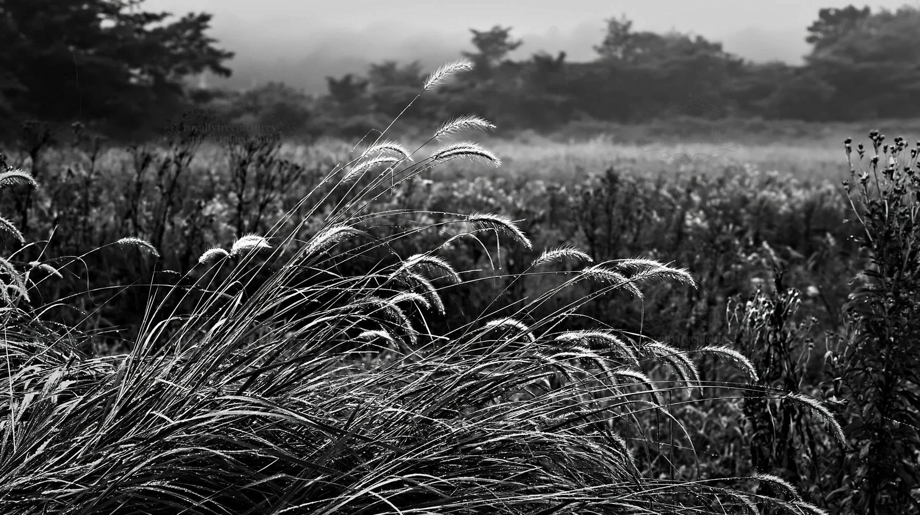 Black and white iwate rain refreshed meadow seedhead in the foreground - AI-generated stock image