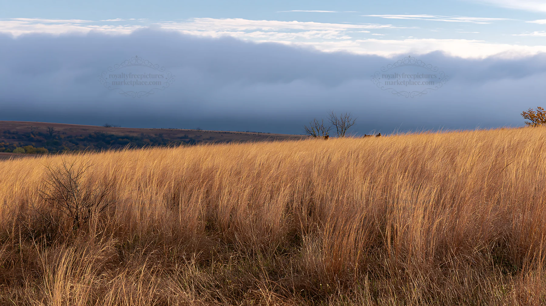 Seedhead meadow with tall grass and distant clouds - AI-generated stock image