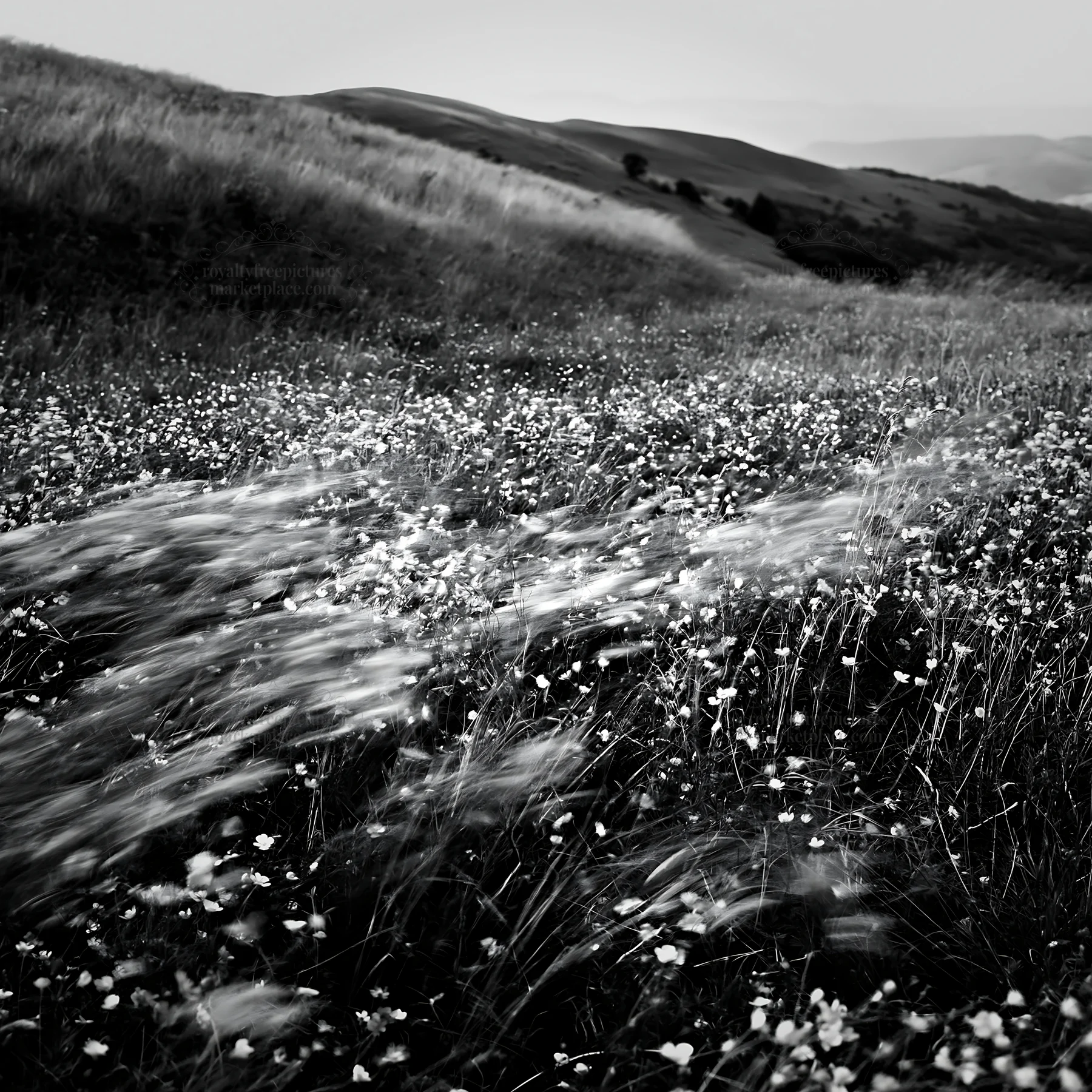 Colorful buttercup meadow in a rolling landscape - AI-generated stock image