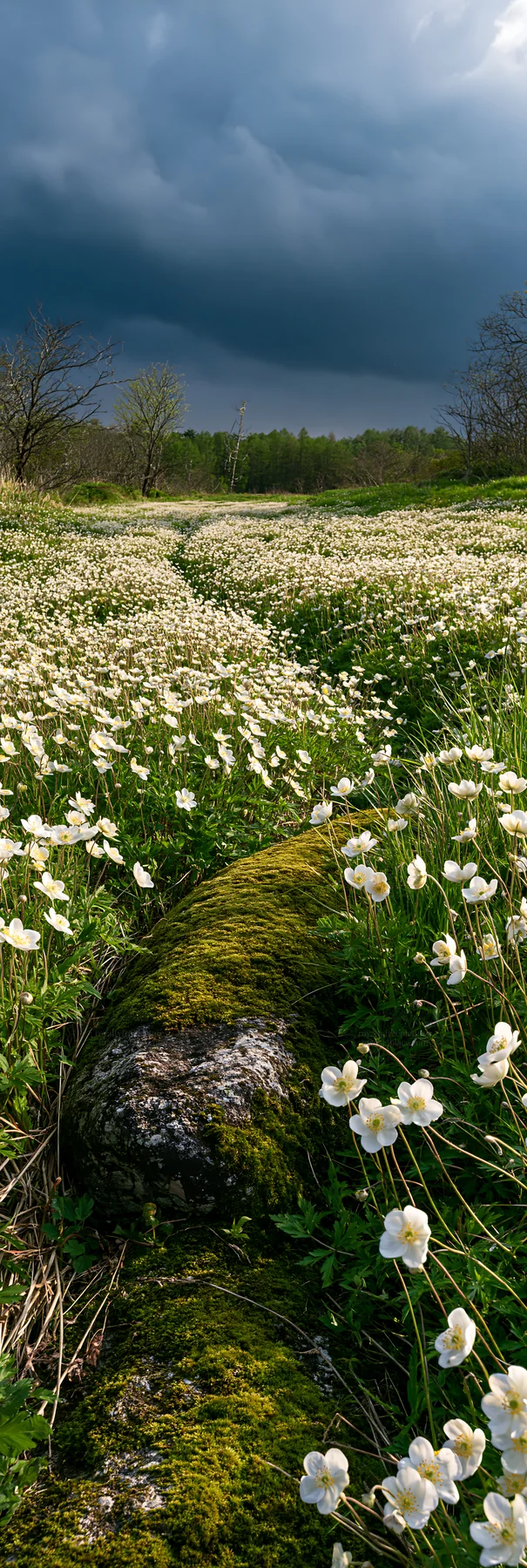 Miyagi spring recovery meadow mossy stone captures wildflowers - AI-generated stock image