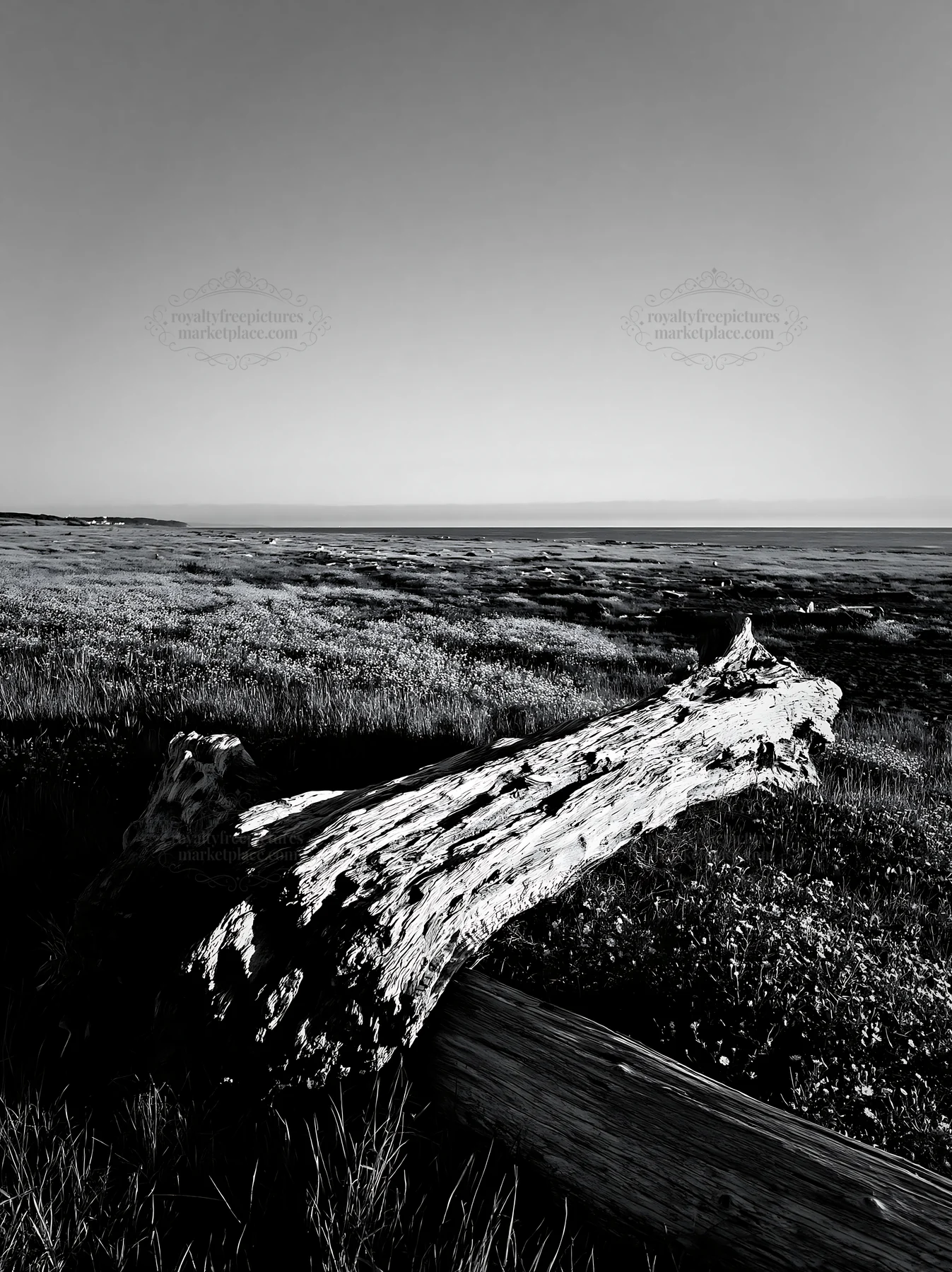 Driftwood on Chiba coastal meadow under clear sky - AI-generated stock image