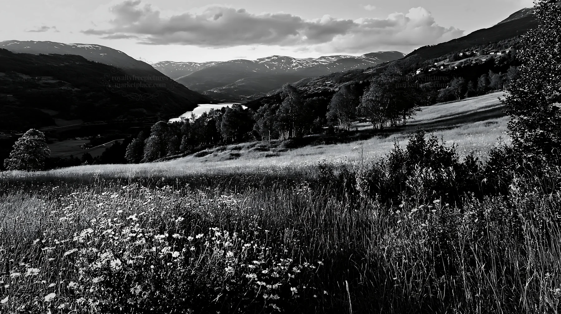 Rolling valley with flowers and mountains in black and white - AI-generated stock image