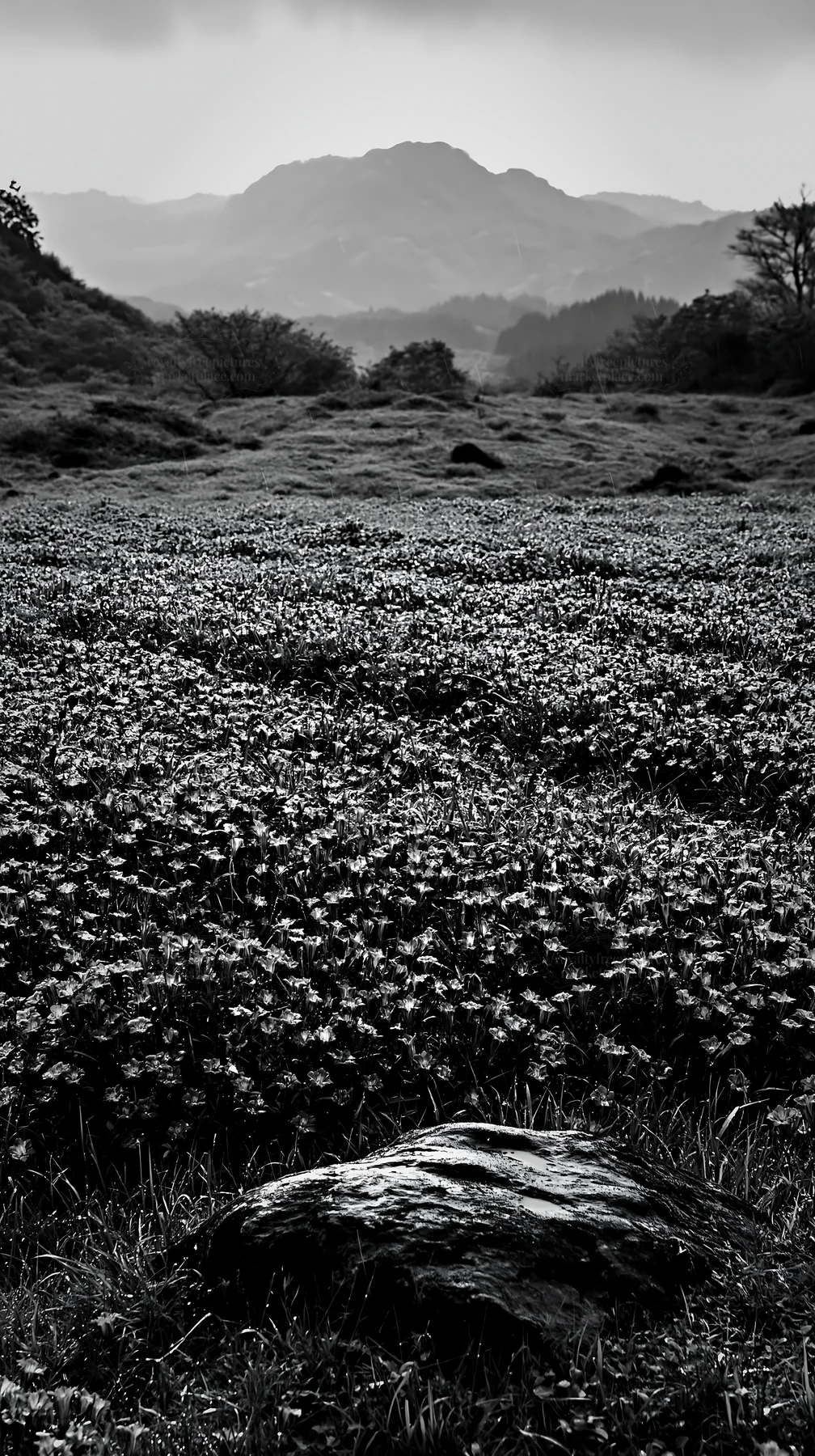 Hiroshima rainy meadow with smooth rock in the foreground - AI-generated stock image