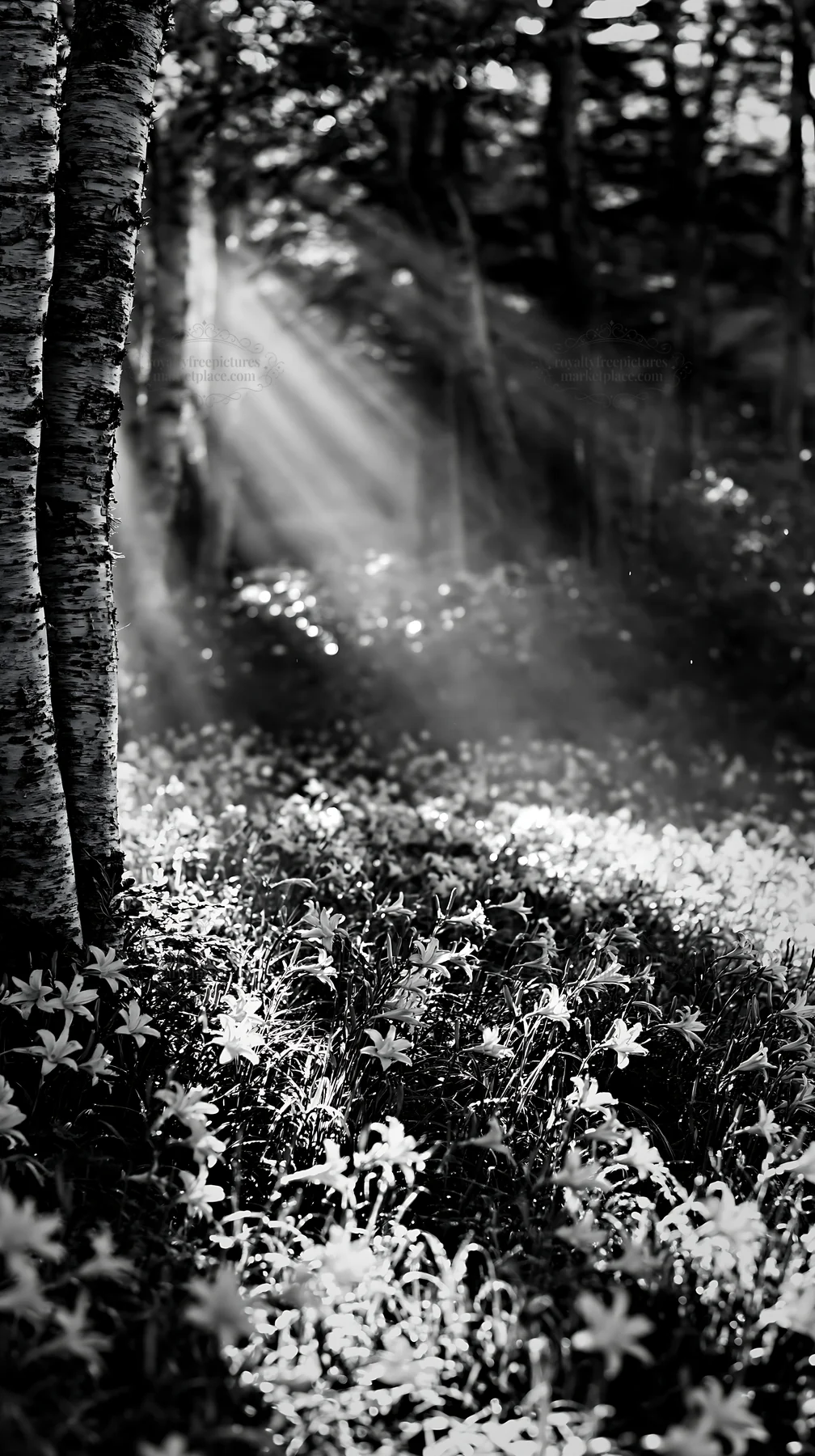 Kirigamine highland daylily meadow with sunlight breaking through - AI-generated stock image