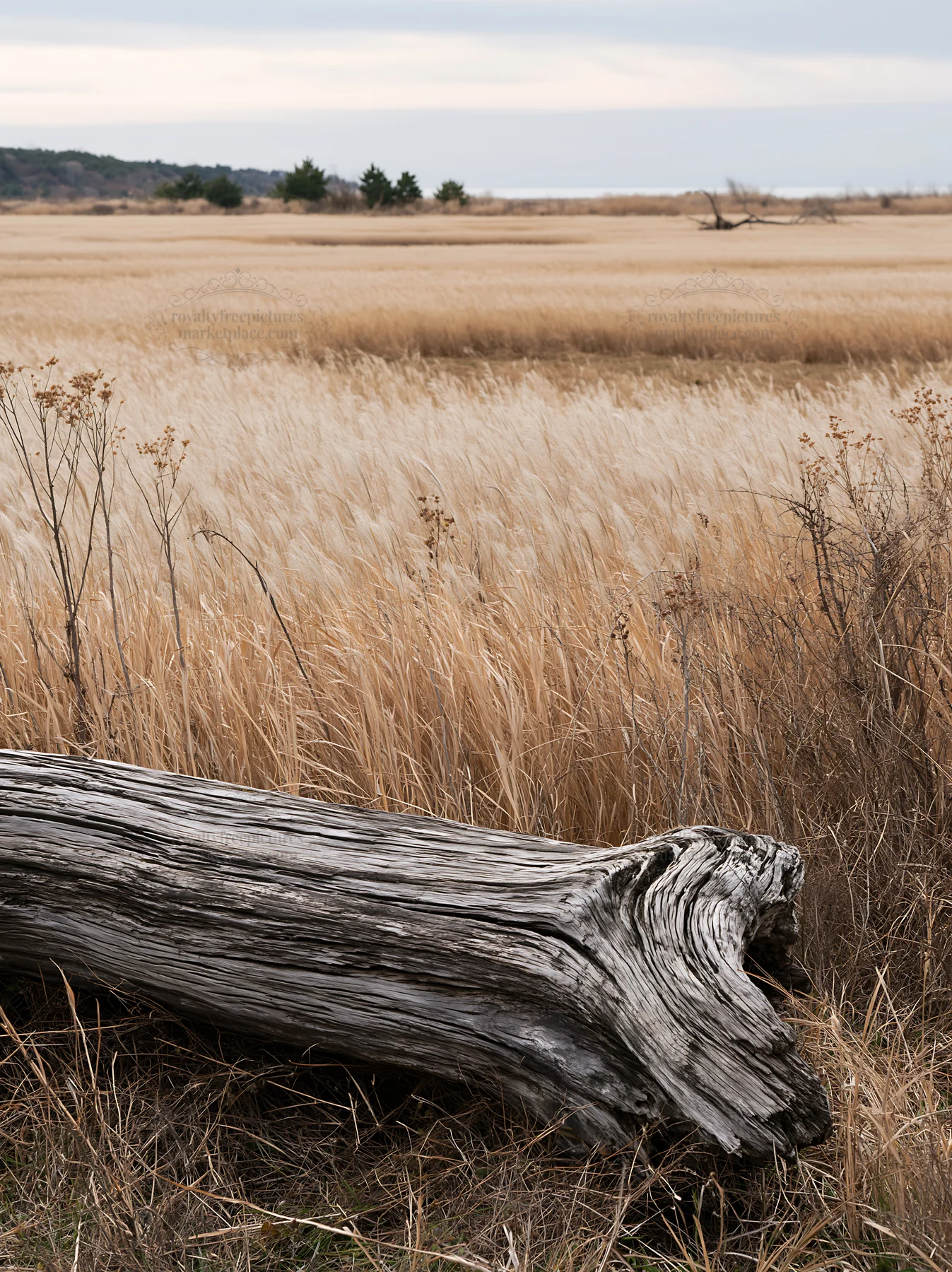 Chiba coastal climate meadow with driftwood in the foreground - AI-generated stock image