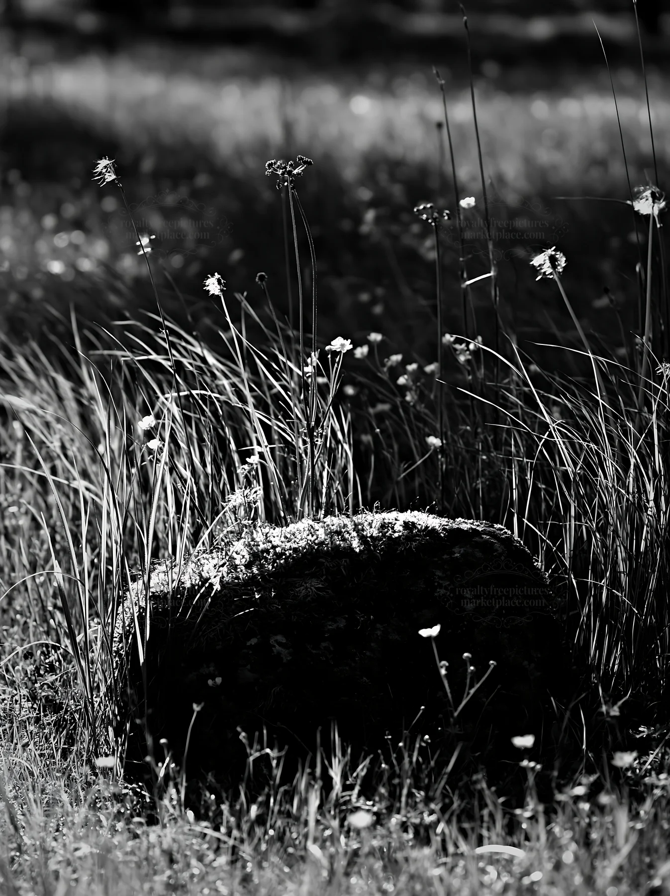 Black and white miyagi spring recovery meadow mossy stone with grass and flowers - AI-generated stock image