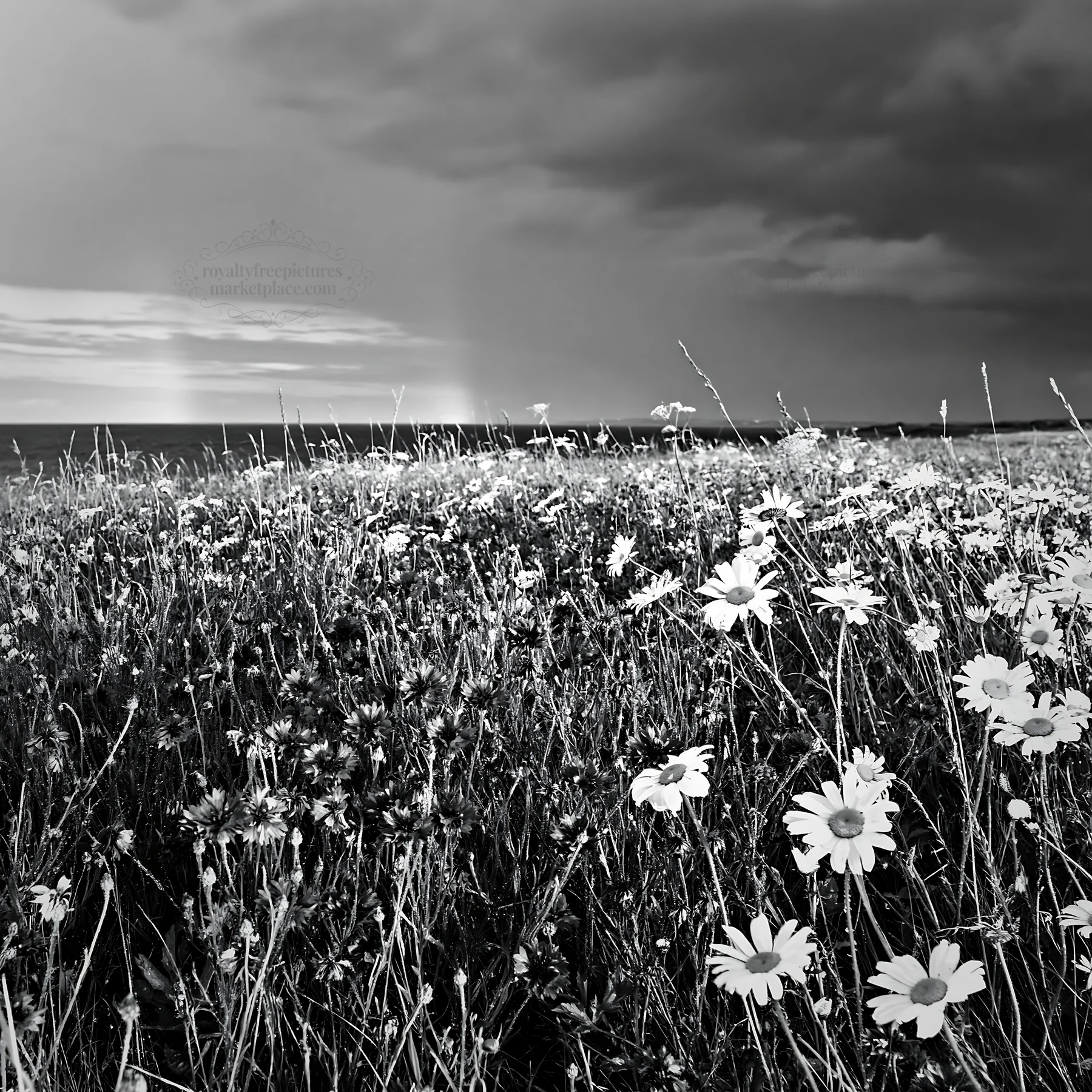 Black and white cornflower meadow website header image - AI-generated stock image