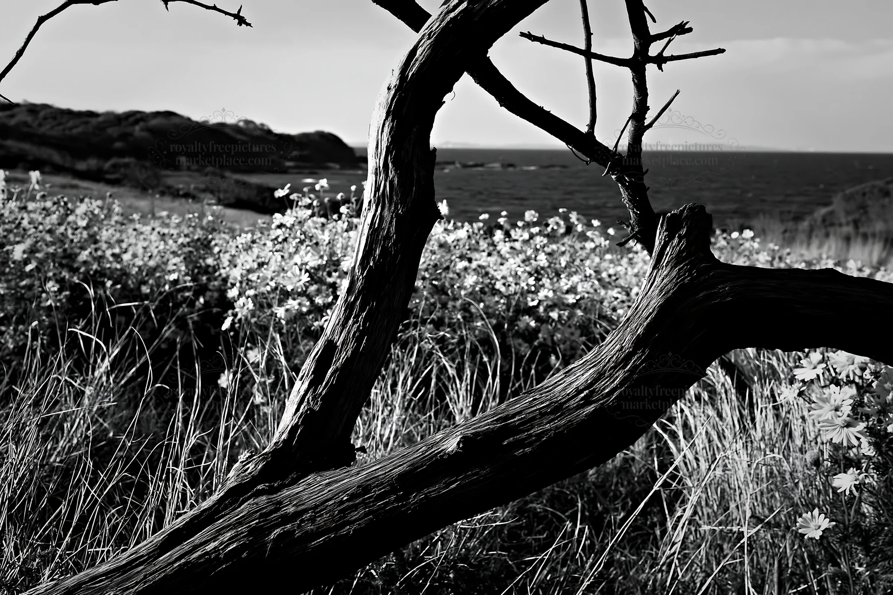 Black and white chiba coastal climate meadow with driftwood and flowers - AI-generated stock image