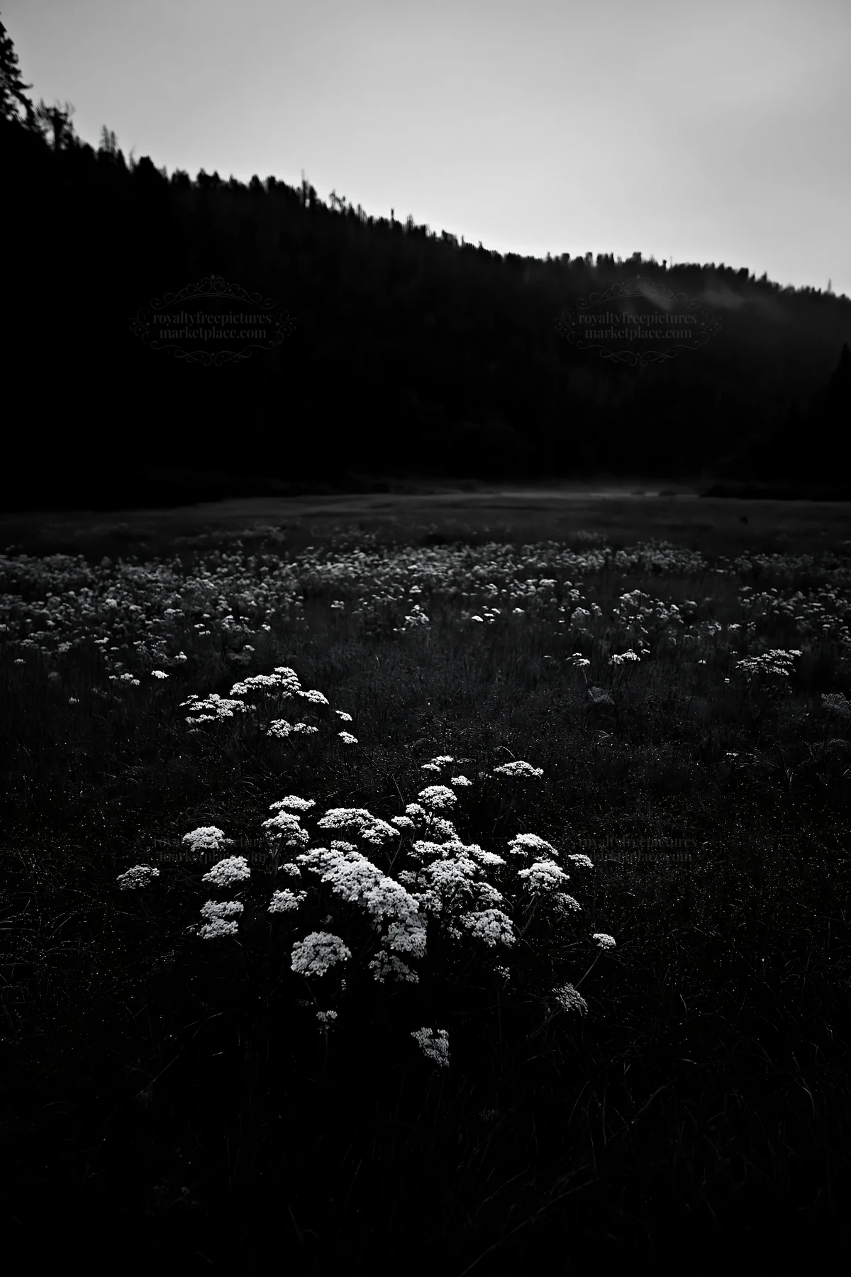 Black and white rainy valley meadow with white flowers in a natural setting - AI-generated stock image