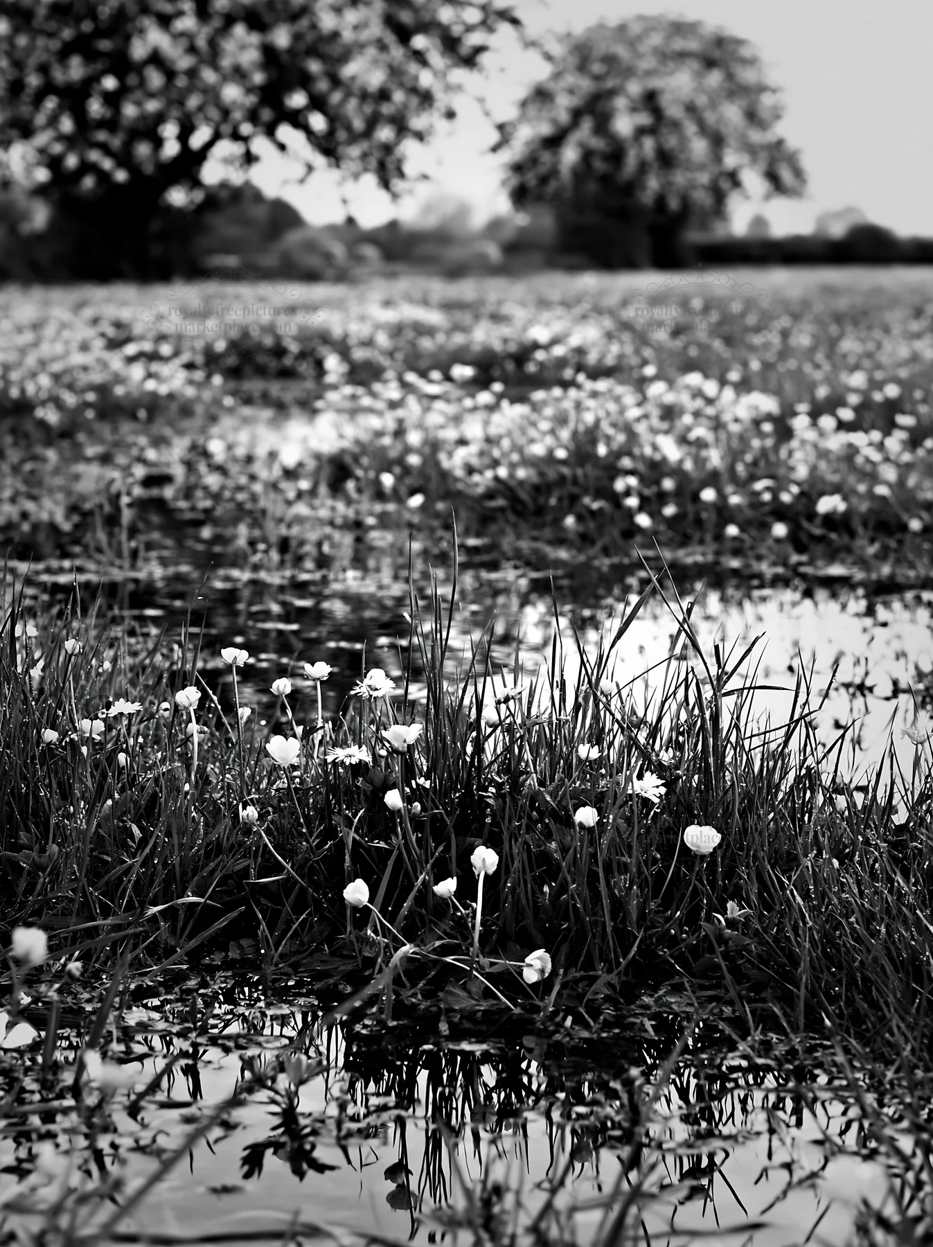 Spring orchard meadow with flowers and water reflections - AI-generated stock image
