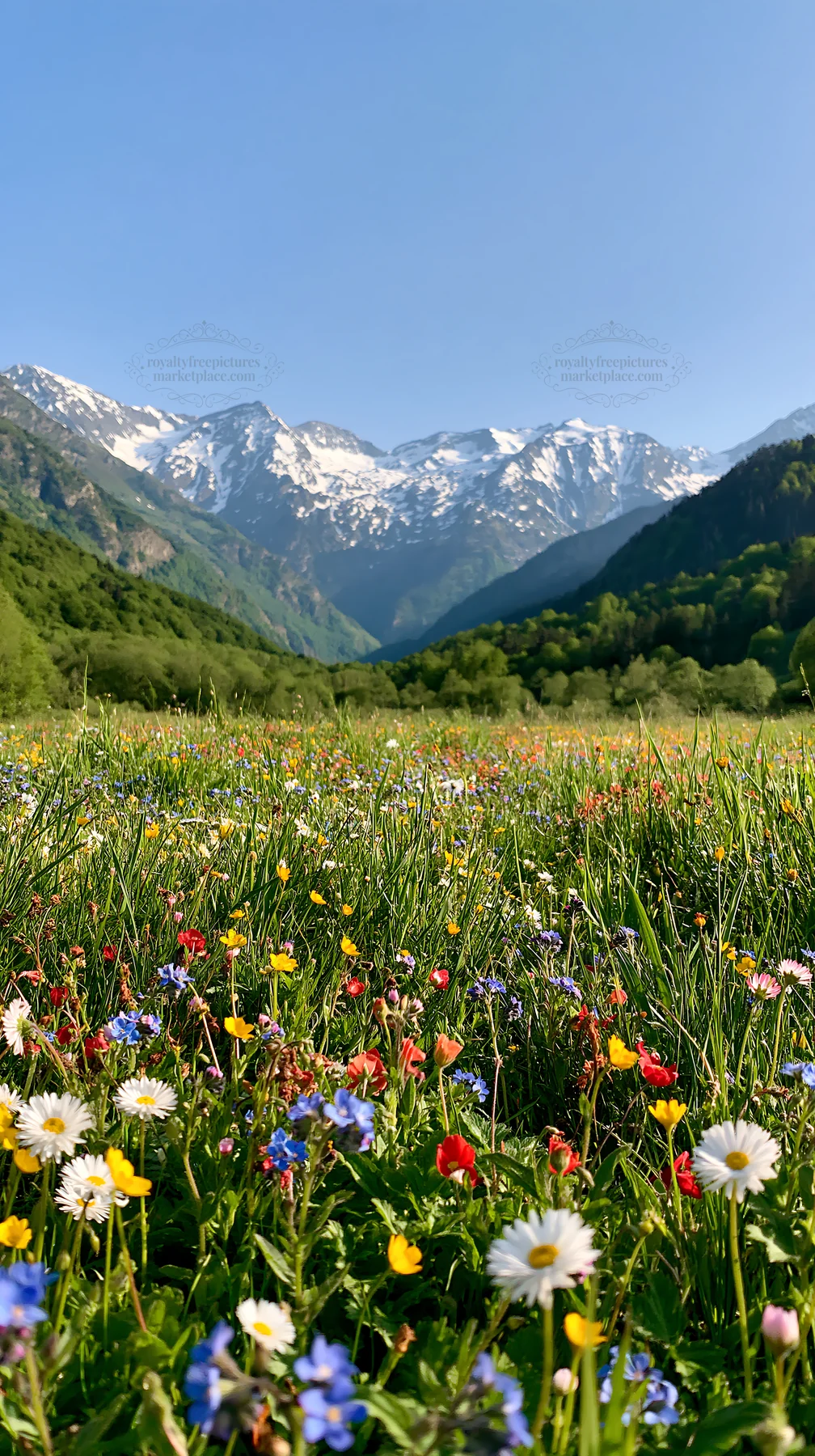 Colorful flowers in a French meadow near the Pyrenees mountains - AI-generated stock image