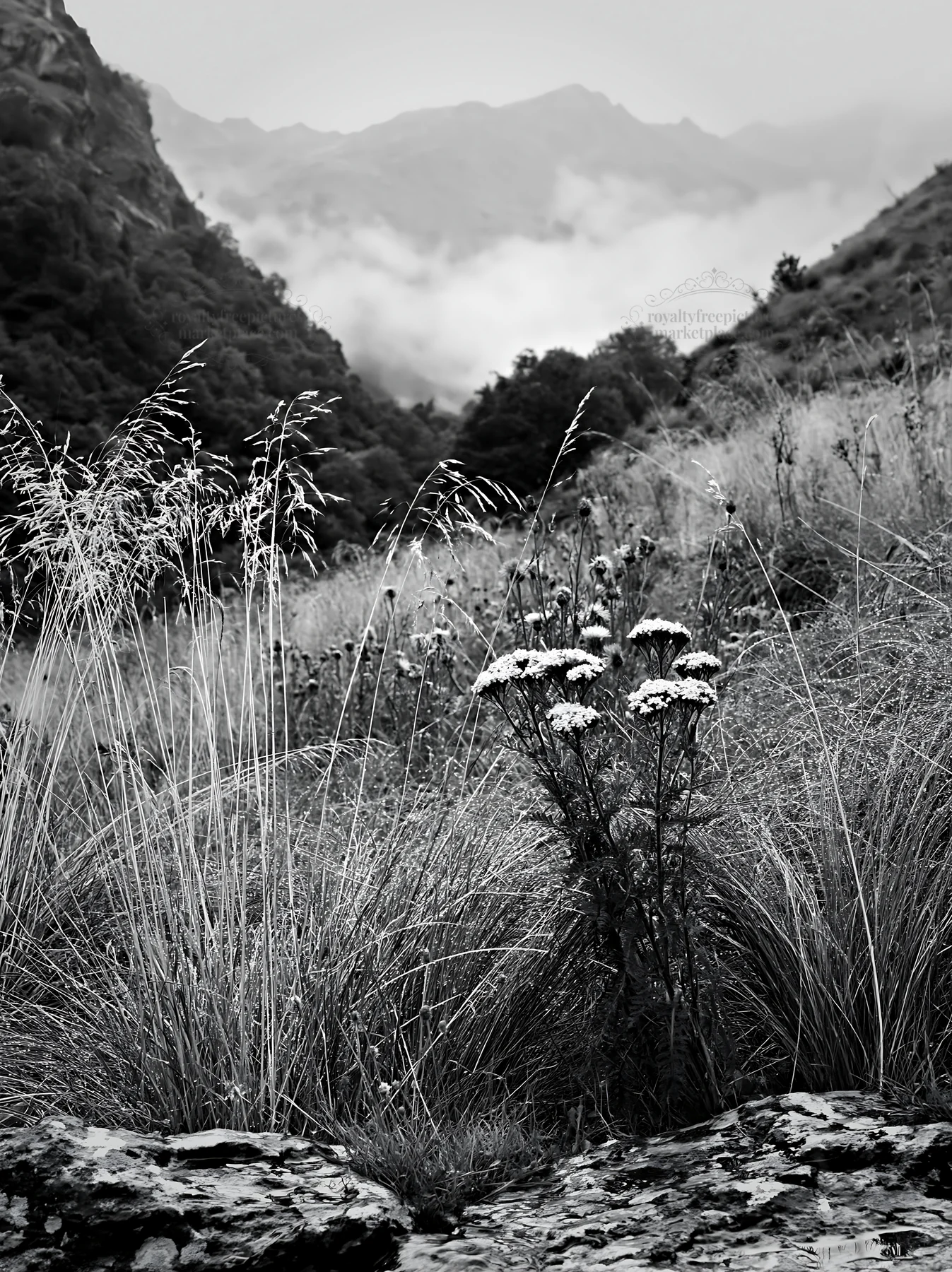 Climate-resilient meadow in the mountains during cloudy weather - AI-generated stock image