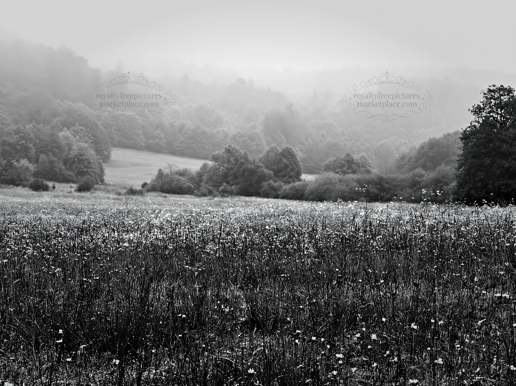 Foggy meadow in the German foothills with wildflowers - AI-generated stock image