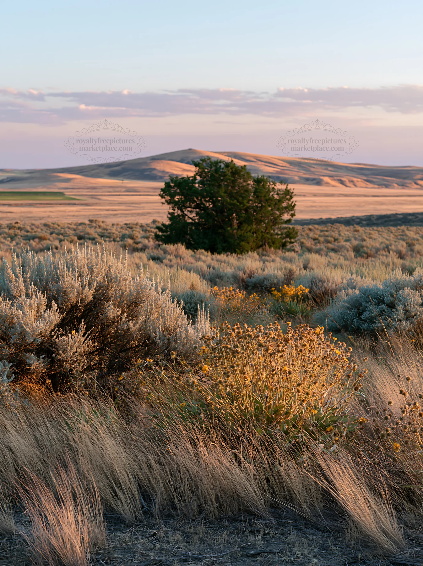 Sagebrush meadow light with tree and hills in quiet landscape - AI-generated stock image