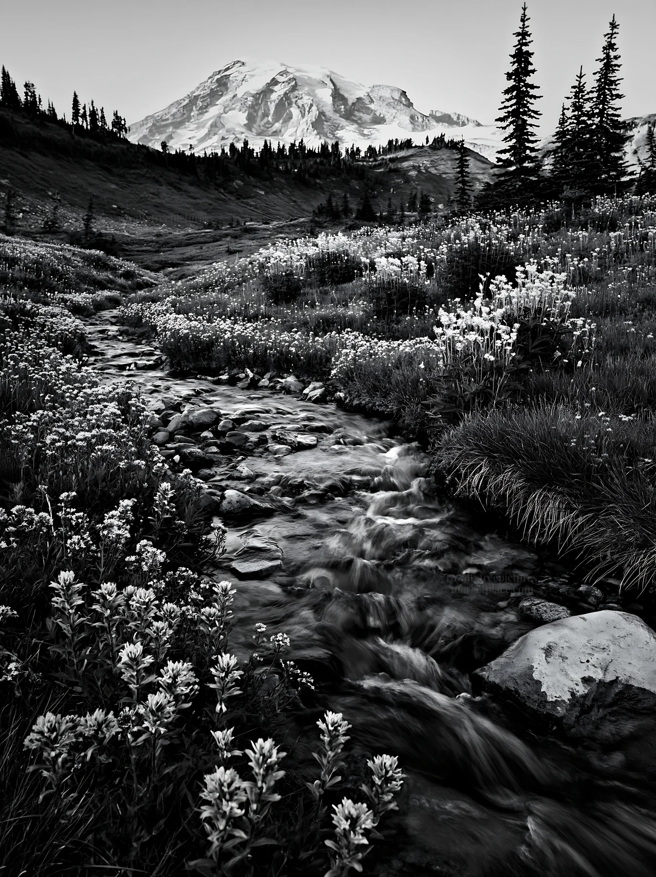 Black and white mount Rainier wildflower meadow sunrise with stream and flowers - AI-generated stock image