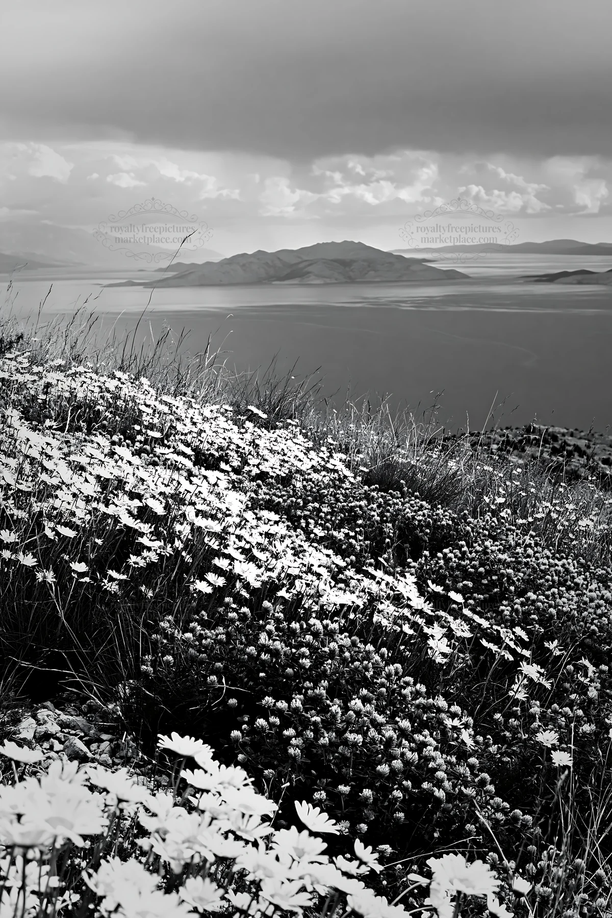 Black and white croatian meadow above Adriatic coast showcases colorful wildflowers - AI-generated stock image