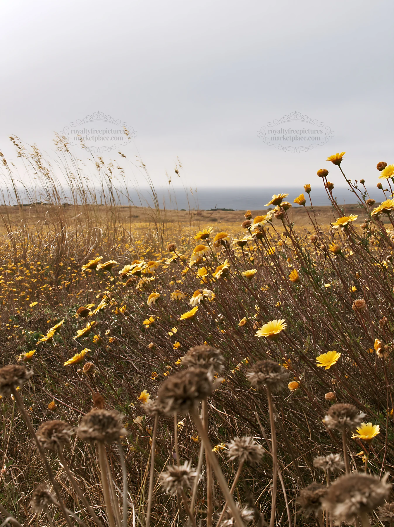 Drought-tolerant meadow with yellow flowers in a grassy field - AI-generated stock image