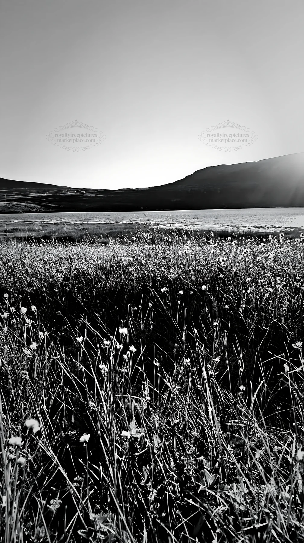 Coastal meadow with flowers and mountains at sunset - AI-generated stock image