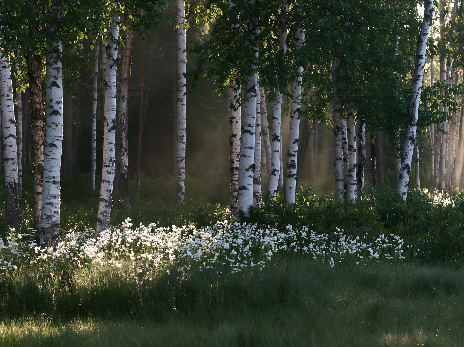 Birch forest meadow with white flowers in soft sunlight - AI-generated stock image