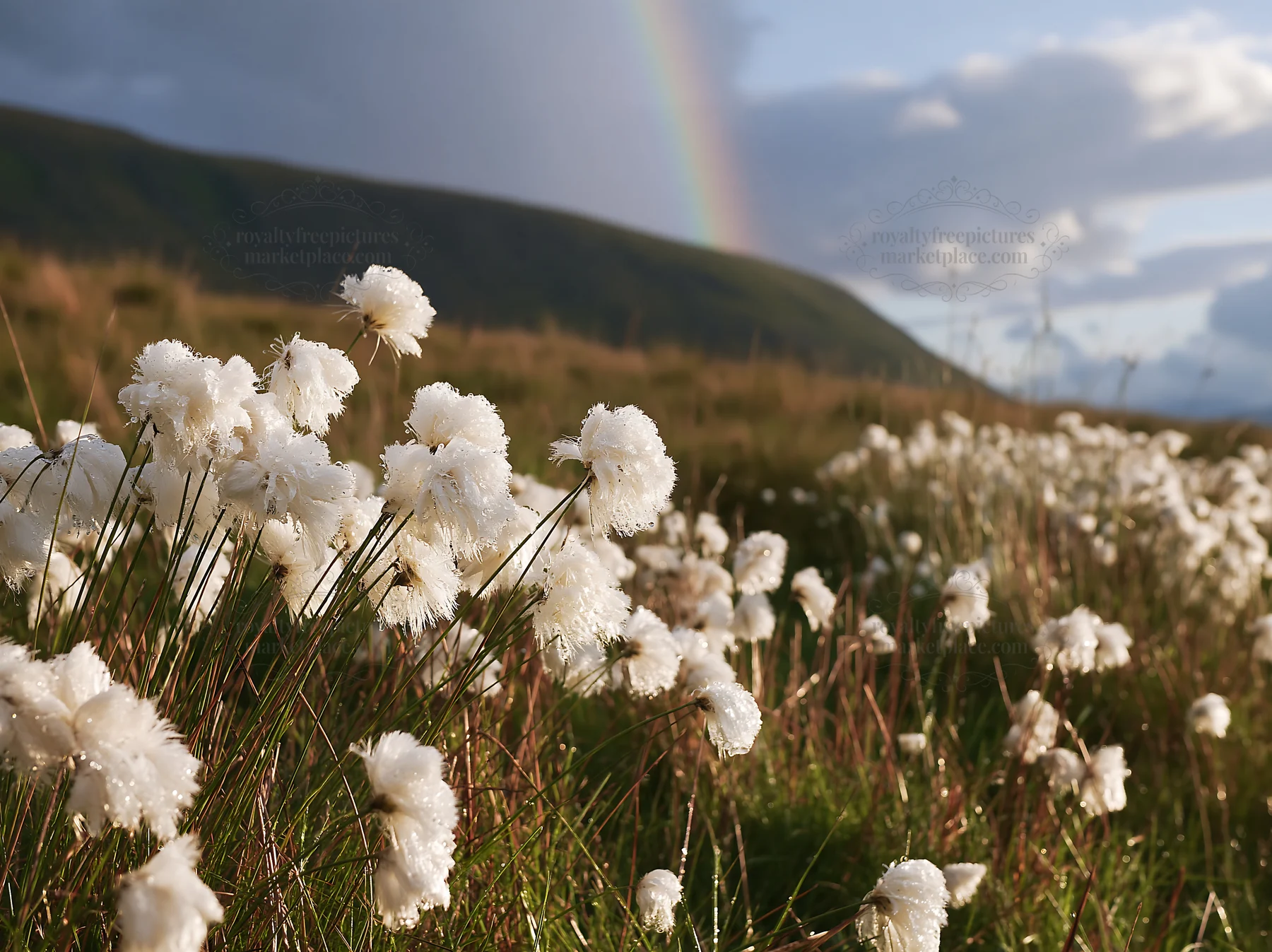 Cottongrass meadow with rainbow and clouds in evening light - AI-generated stock image