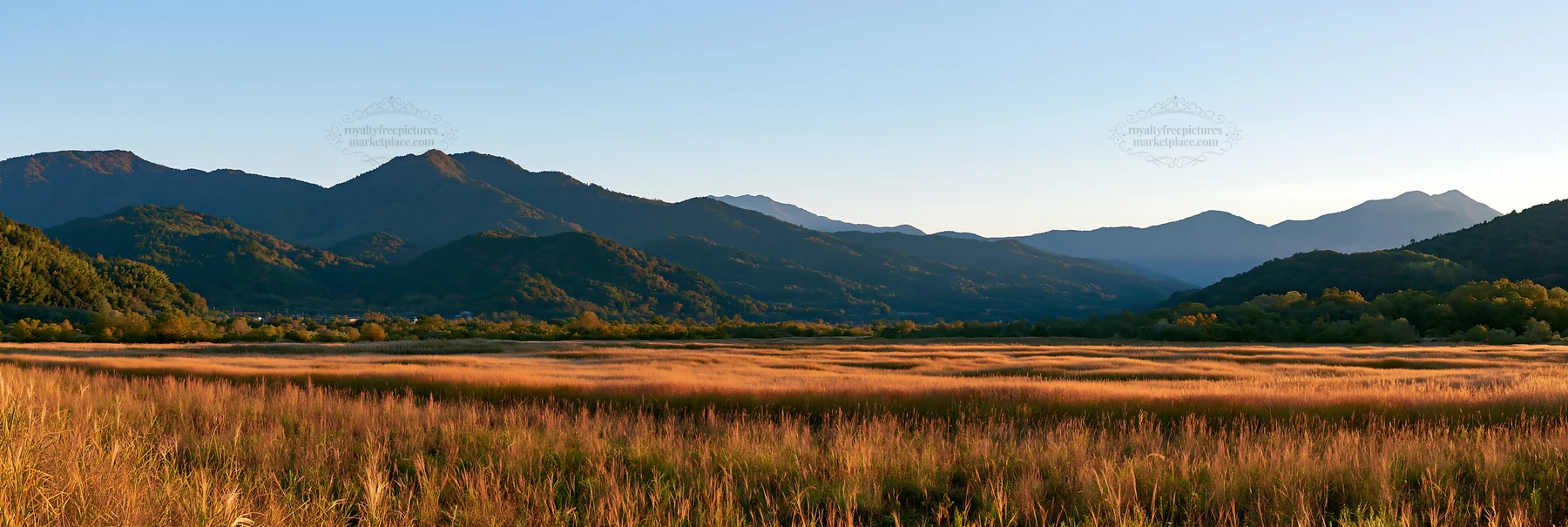 Aichi restored meadow autumn seedheads foreground captures light - AI-generated stock image