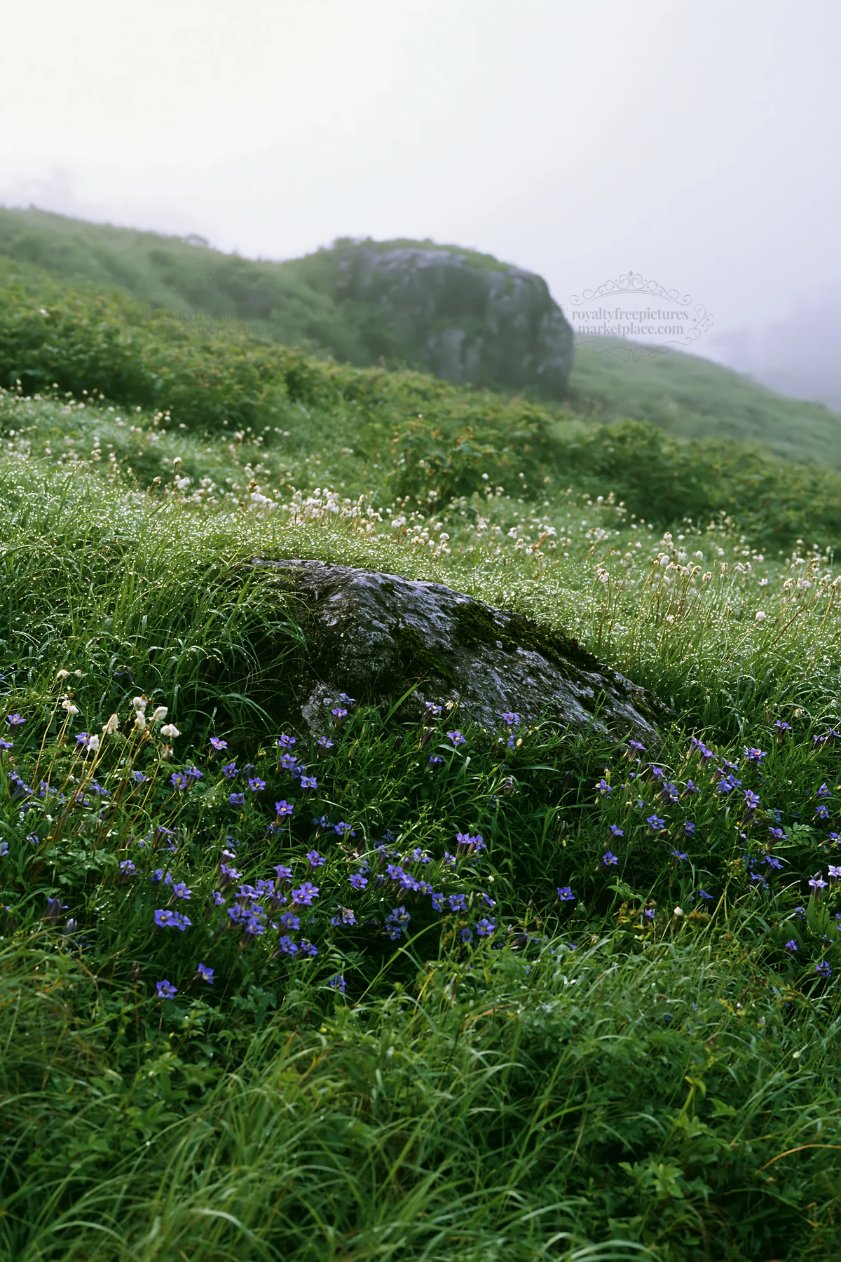 Aomori climate resilient meadow with boulder and wildflowers - AI-generated stock image