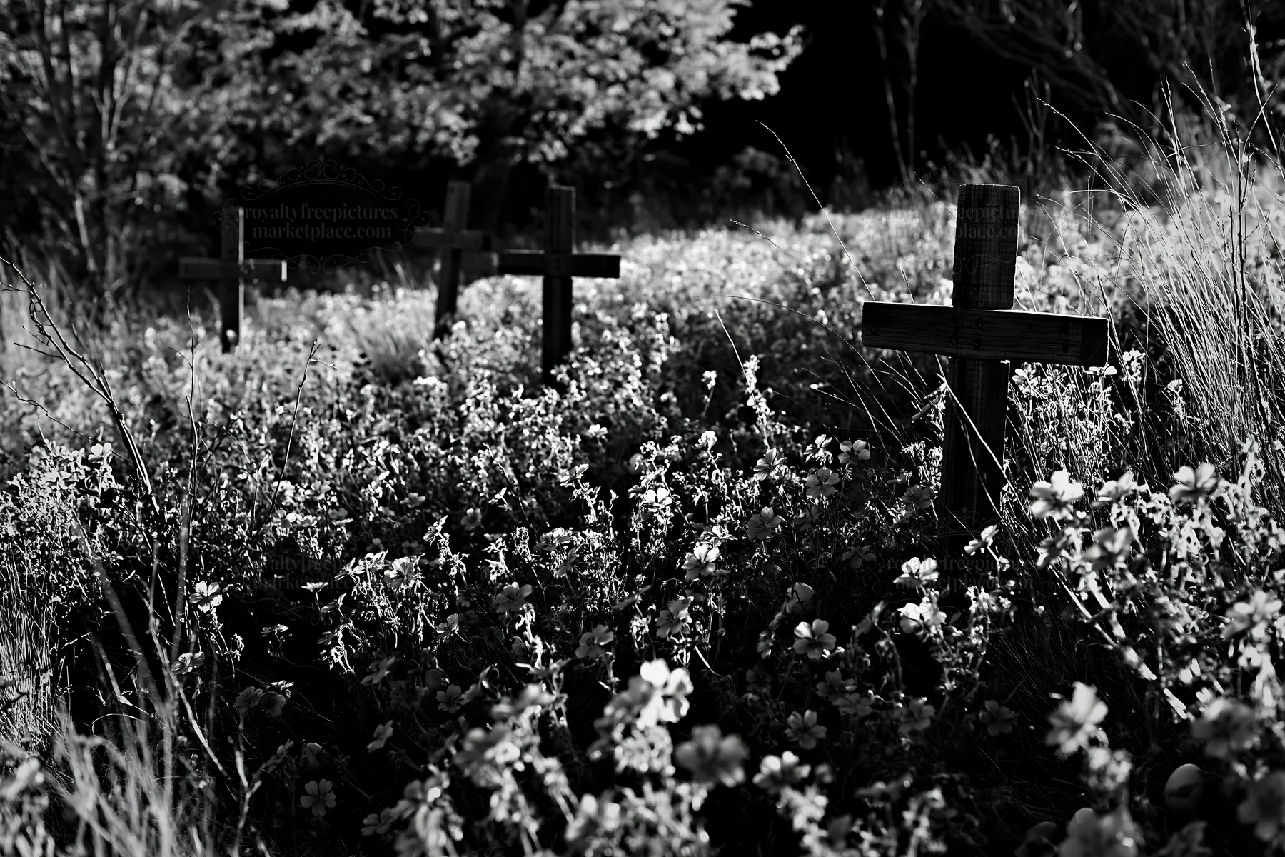 Multiple Christian crosses in a Christmas meadow - AI-generated stock image