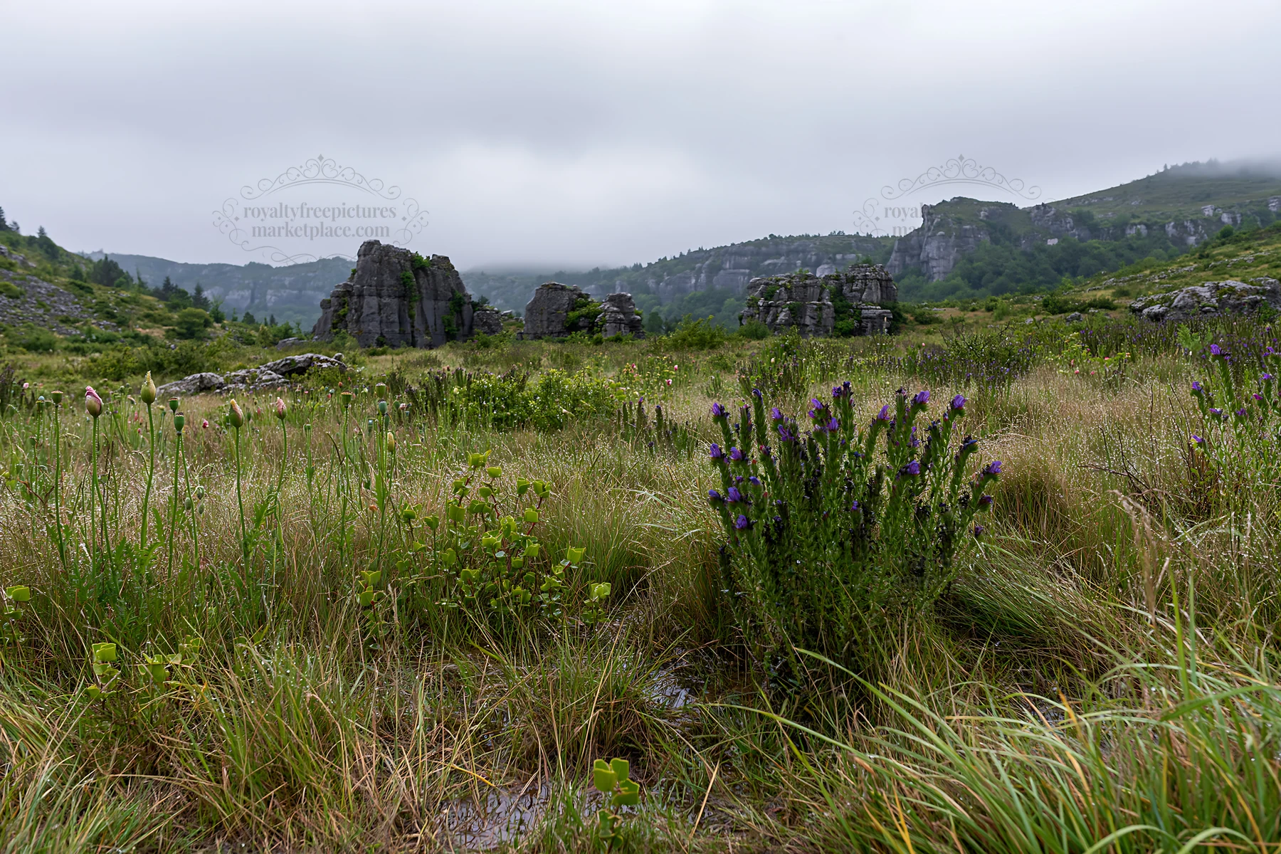 Poppy viper's-bugloss in a meadow with rocky formations - AI-generated stock image