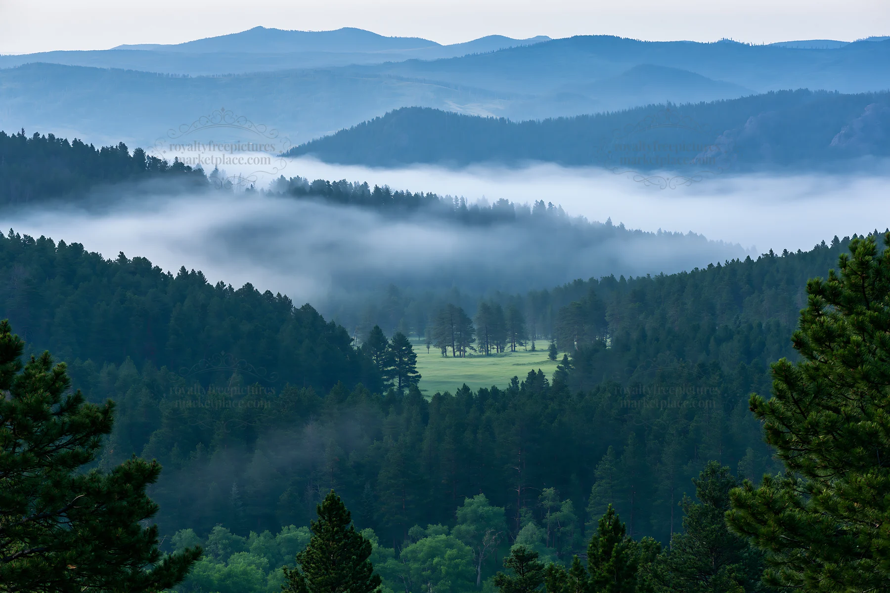 Pine forest meadow with fog and distant mountains at dawn - AI-generated stock image