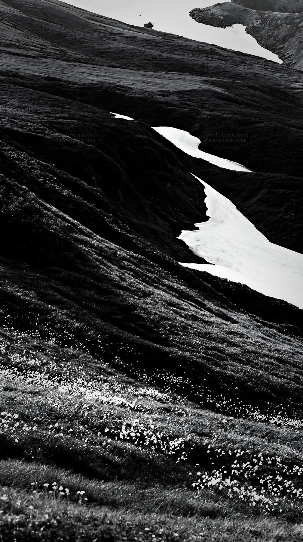 Black and white akita snowmelt meadow with silver grasses in spring - AI-generated stock image