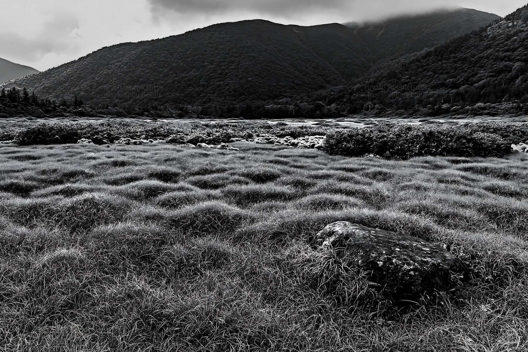Black and white aomori climate resilient meadow with boulder - AI-generated stock image