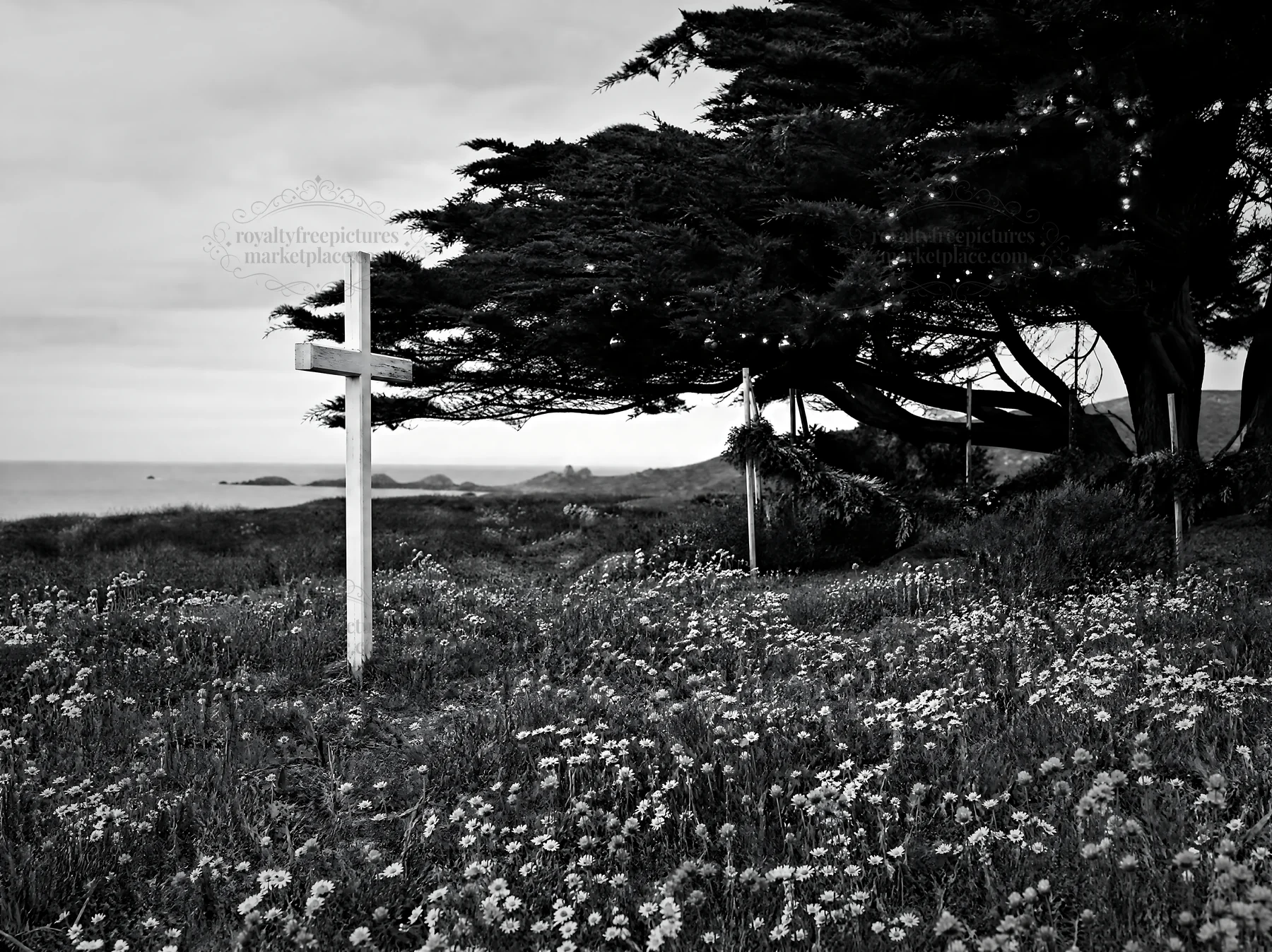 White Christian cross in wildflower meadow by coastline