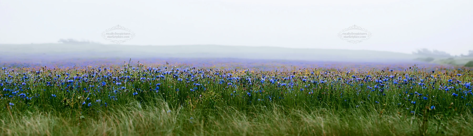 Colorful cornflower meadow in a misty landscape - AI-generated stock image