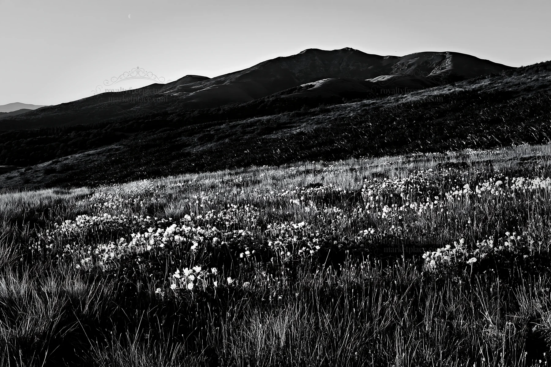 Moonrise over a meadow with wildflowers and mountains - AI-generated stock image