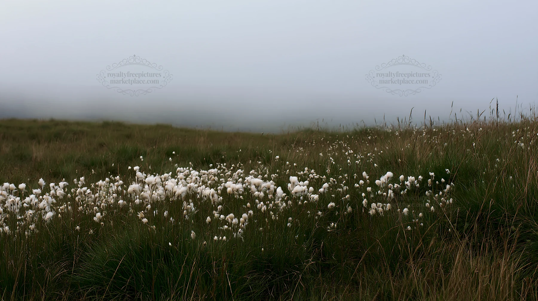 Meadow with seedheads filled with fuzzy white plants - AI-generated stock image