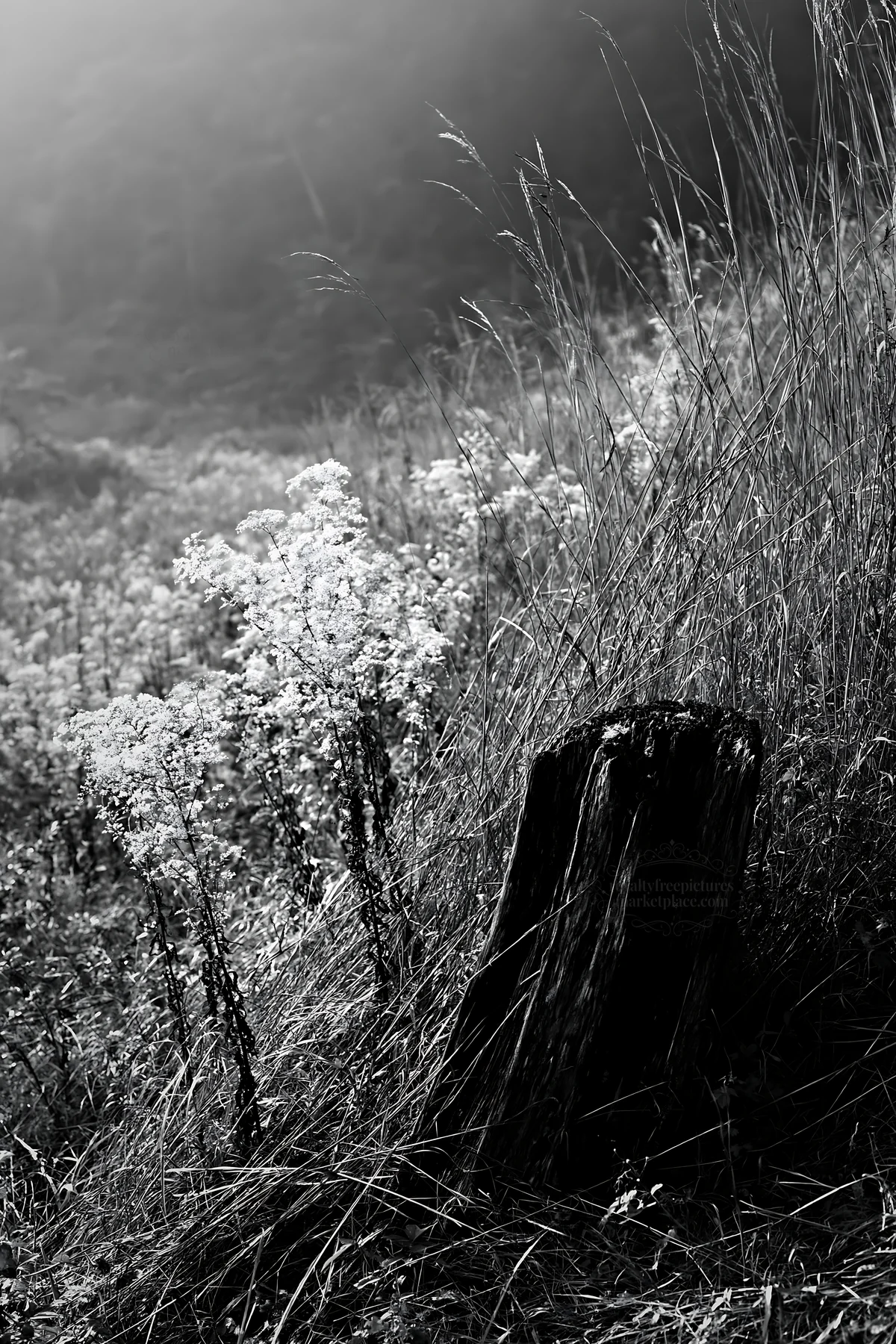Black and white fukushima native meadow with weathered stump - AI-generated stock image
