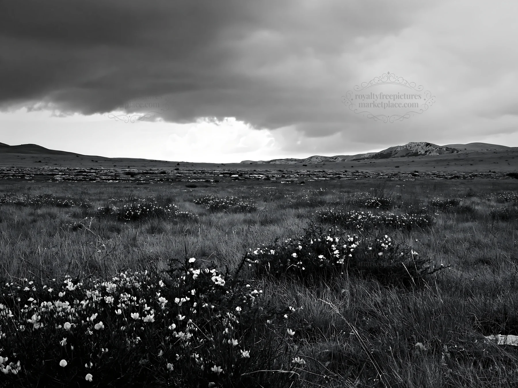 Cloudy limestone meadow with wildflowers in the landscape - AI-generated stock image