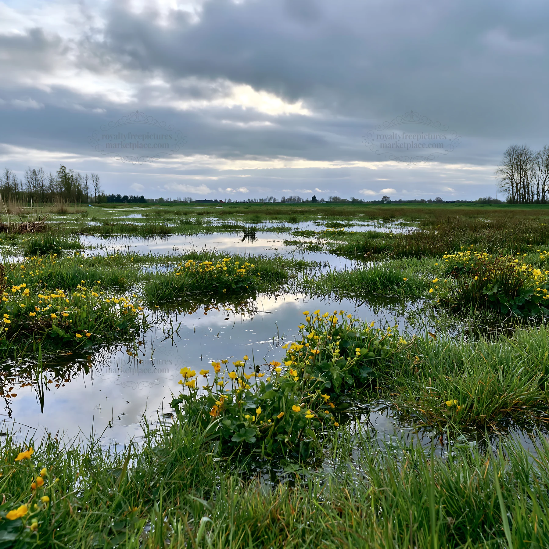 Regenerative meadow with yellow flowers and cloudy sky - AI-generated stock image