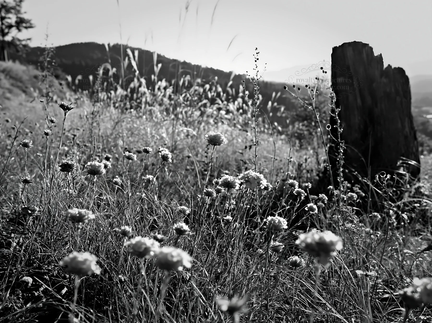 Black and white fukushima native meadow with weathered stump - AI-generated stock image