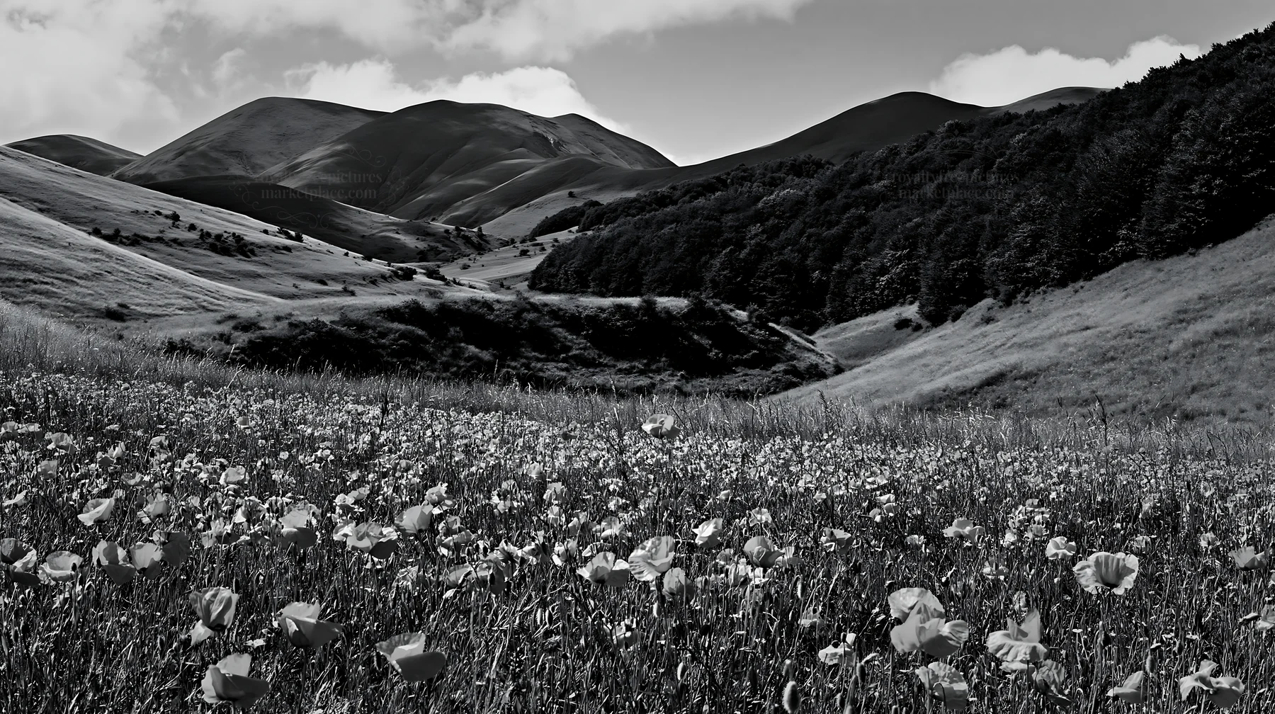 Poppy flax meadow in black and white landscape scene - AI-generated stock image