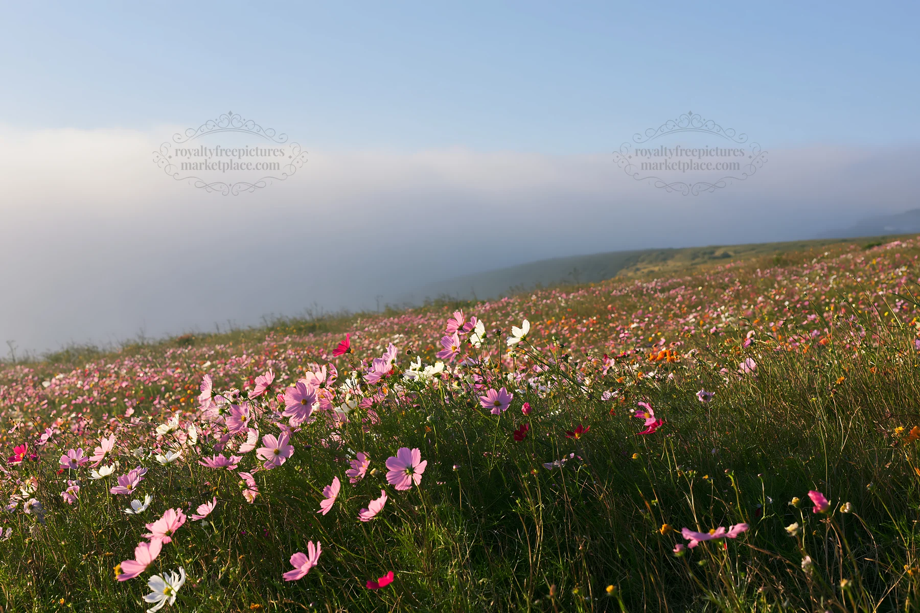 Colorful cosmos meadow filled with blooming flowers - AI-generated stock image
