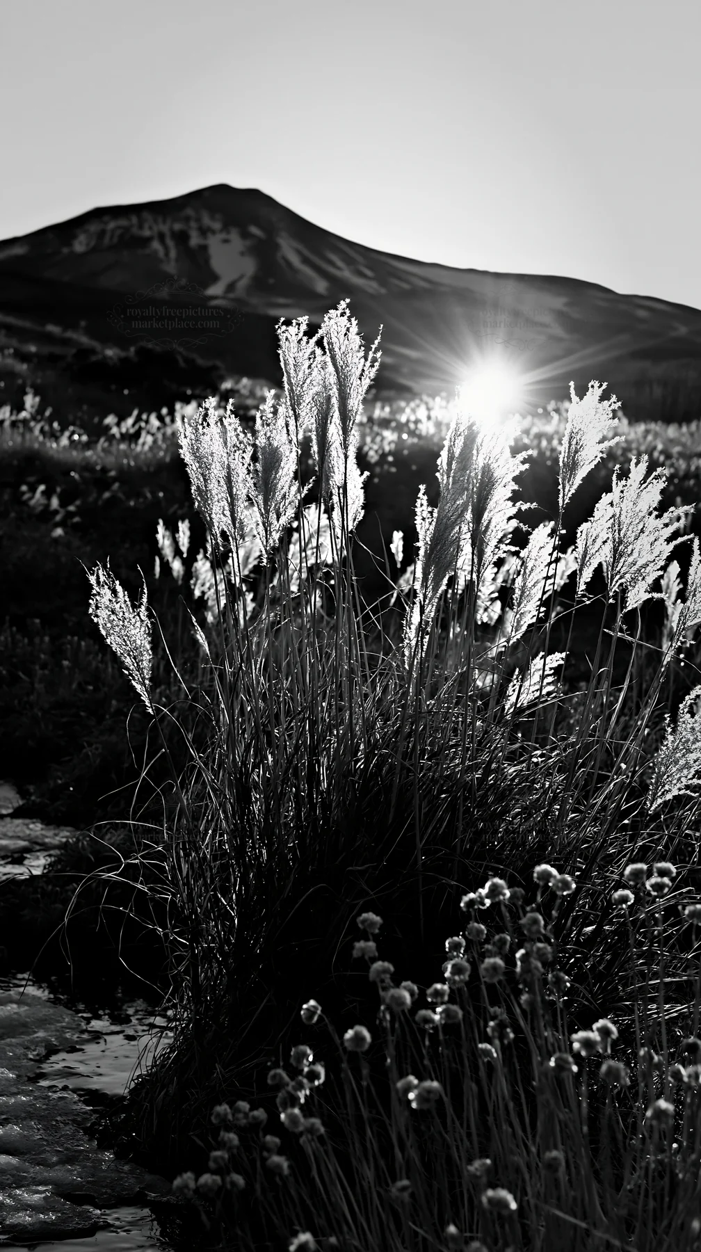 Black and white akita snowmelt meadow with silver grasses at sunset - AI-generated stock image
