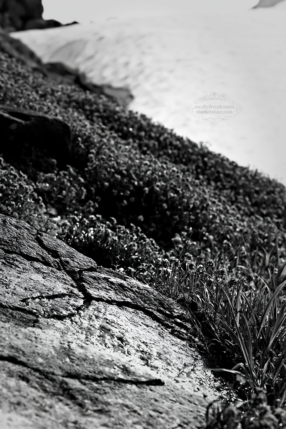Snowmelt revealing rocks and vegetation in Toyama alpine meadow - AI-generated stock image
