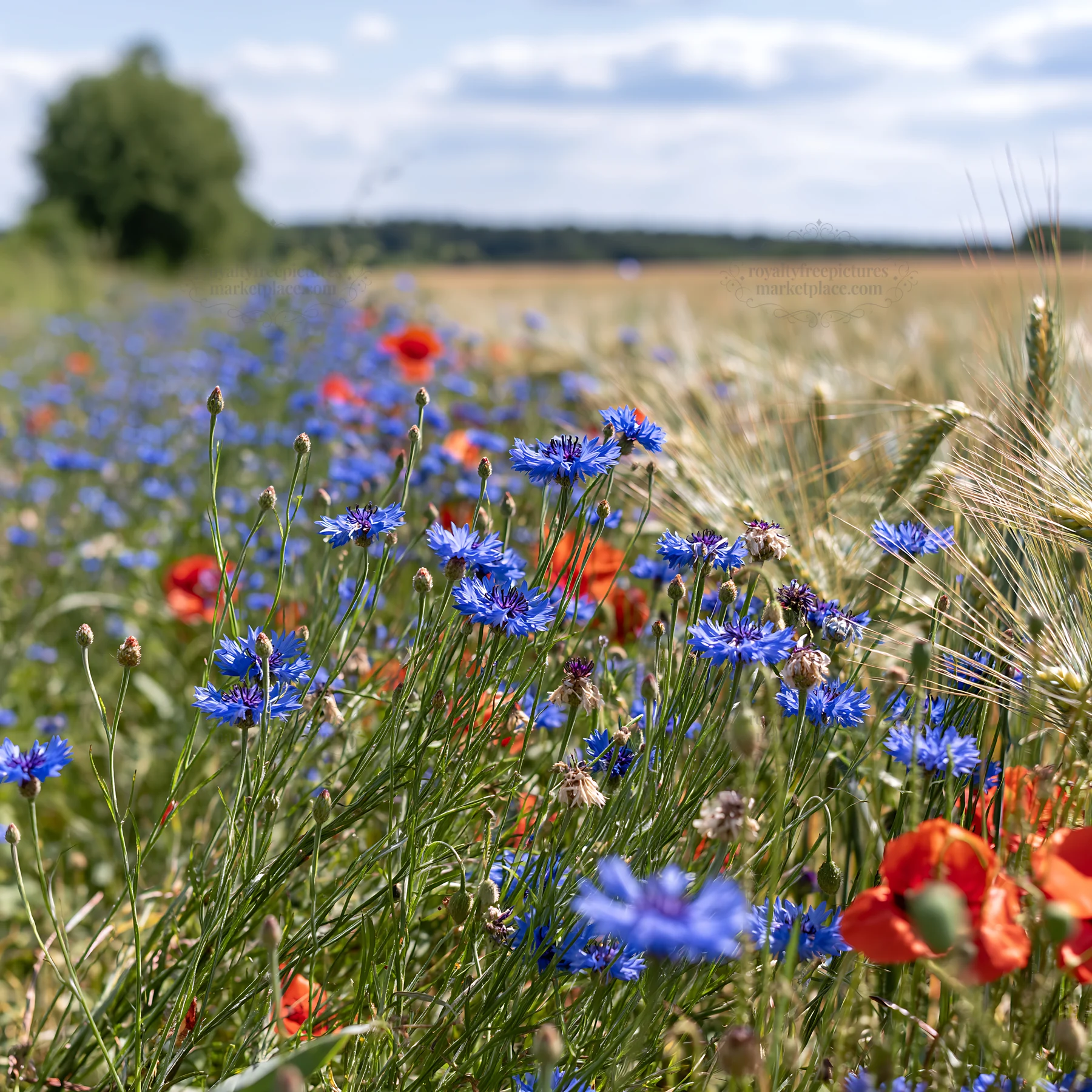 Colorful cornflower meadow with red poppies in rural setting - AI-generated stock image
